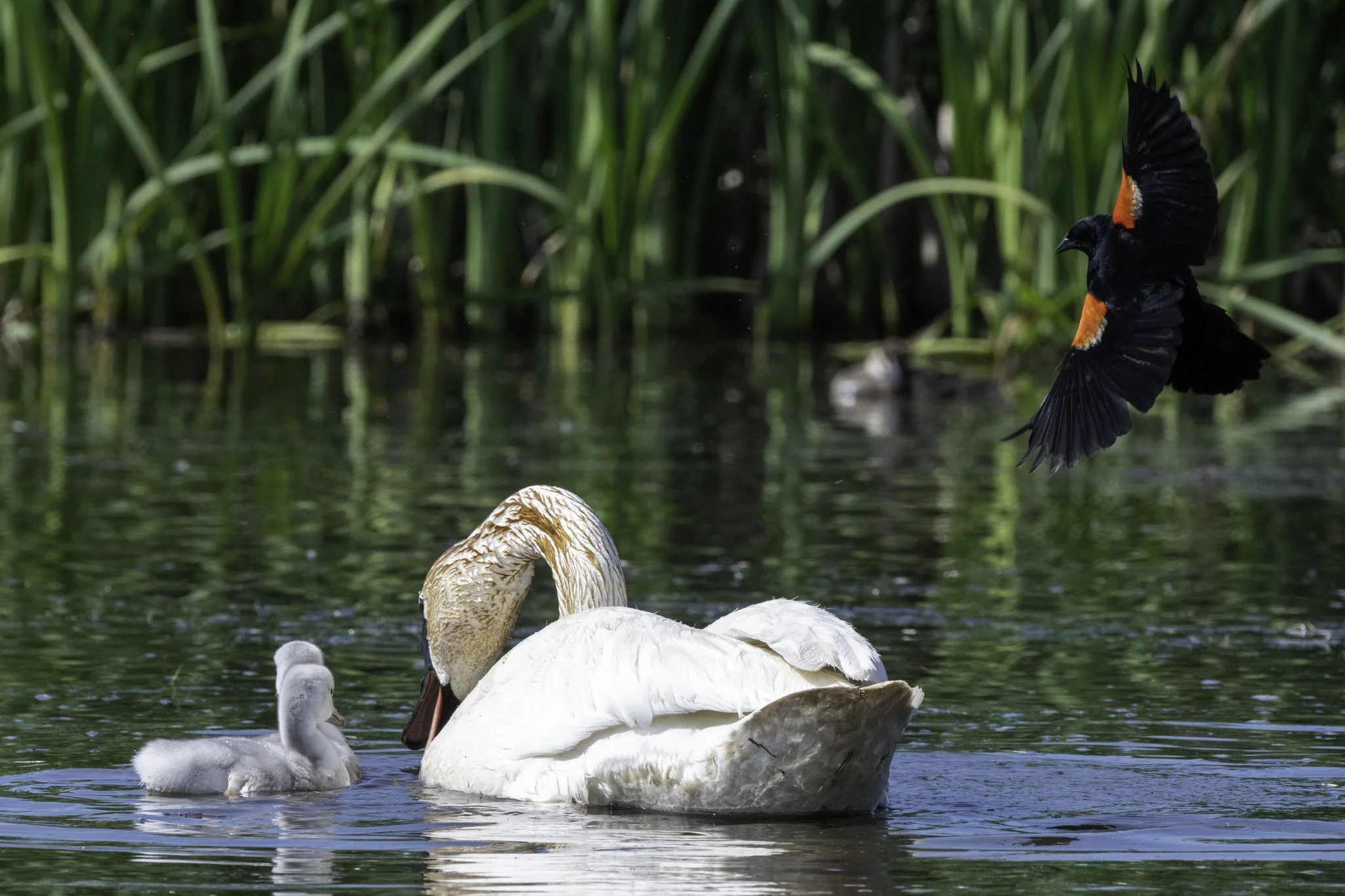 A Red-winged Blackbird dive-bombs a  Trumpeter Swan with cygnets.