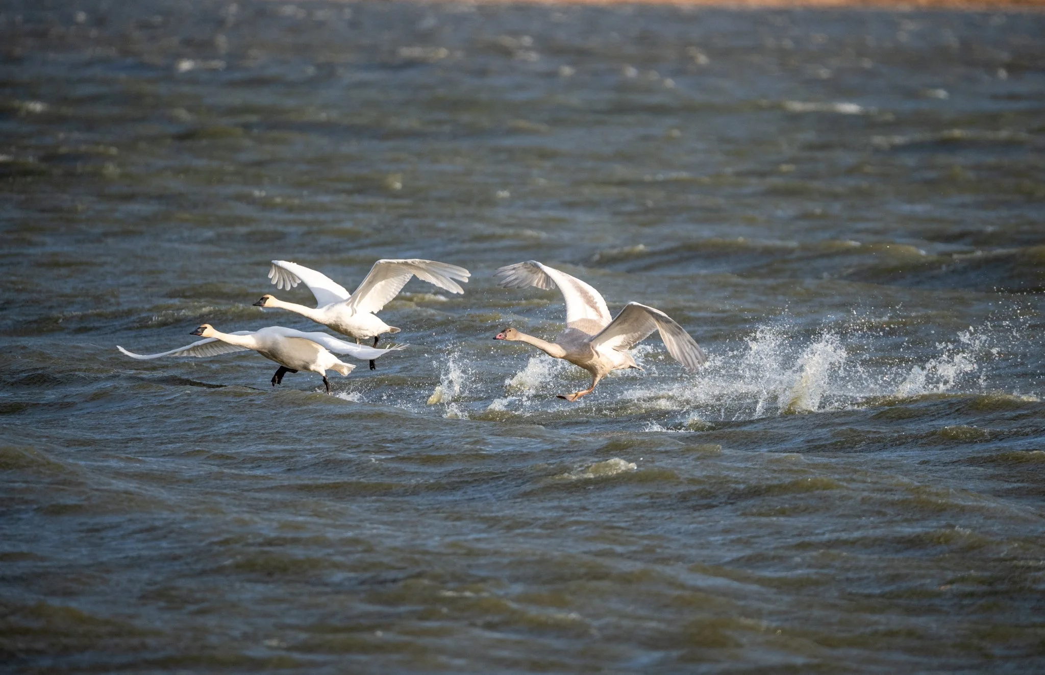 Trumpeter Swans take off into the wind and whitecaps on a lake.