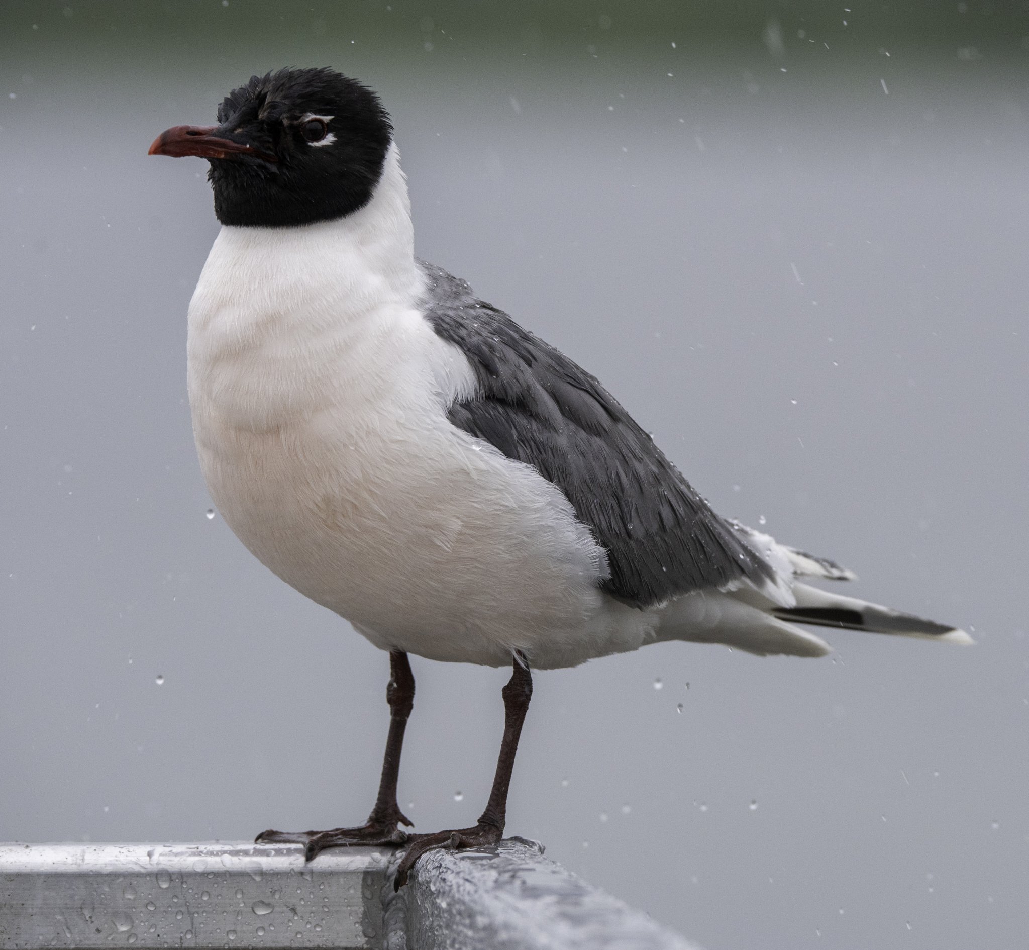 A Franklin's Gull stands on a metal railing in the rain