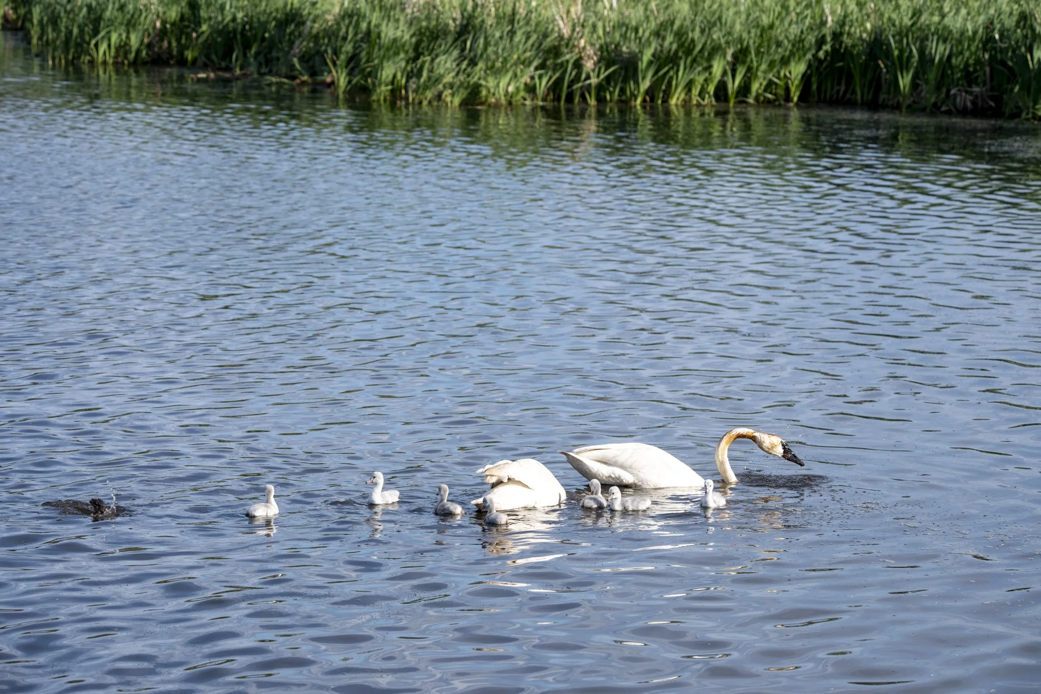 A pair of Trumpeter Swans with cygnets feeding on a lake.