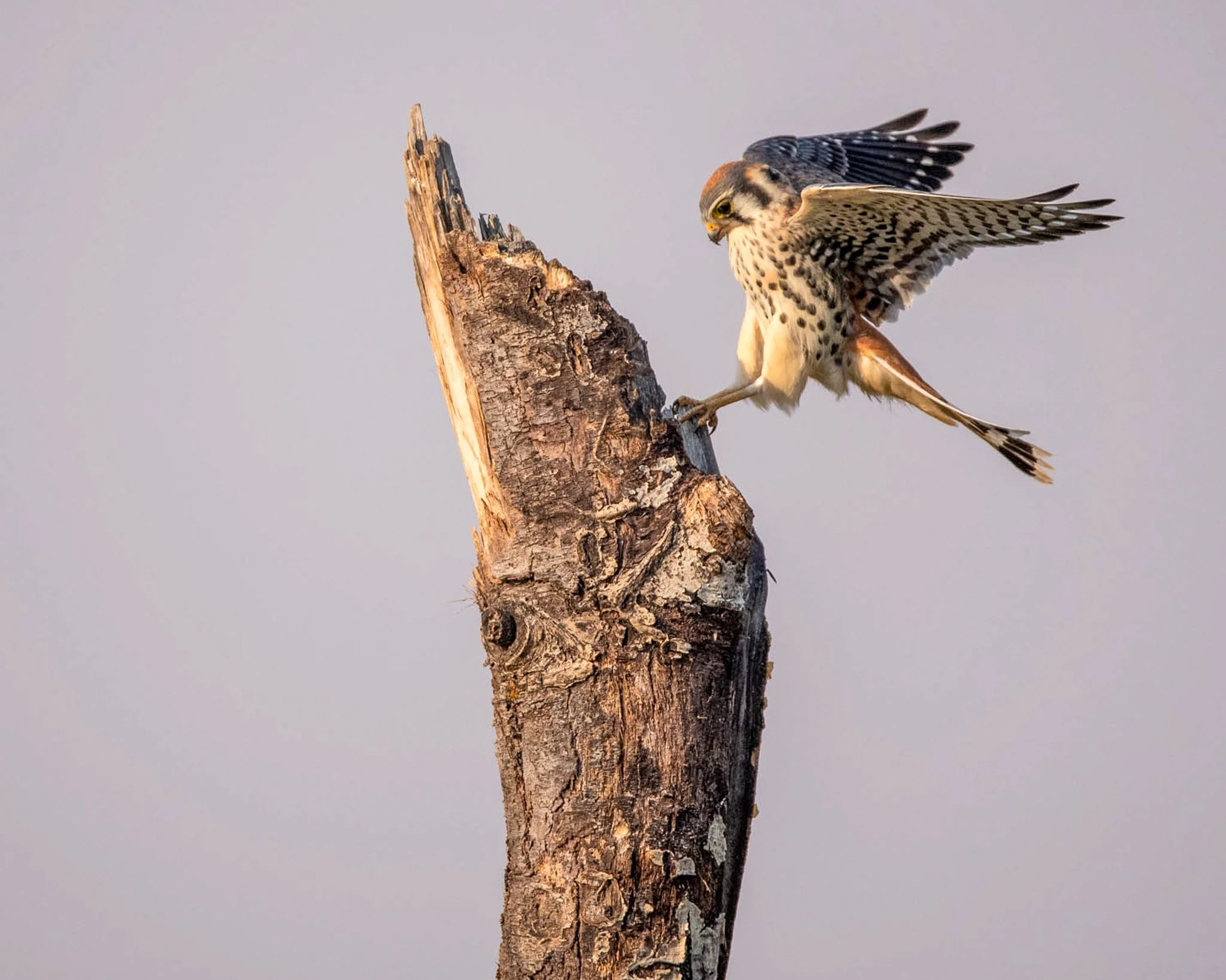 An American Kestrel lands on a tree snag.