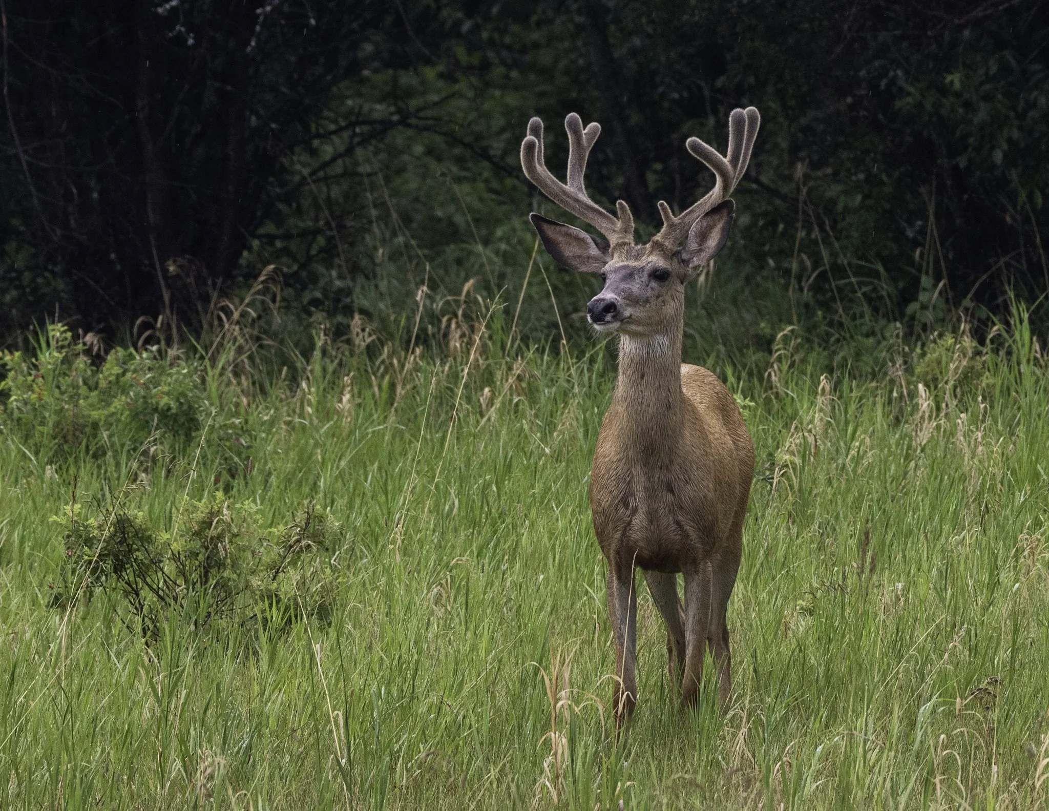 A buck mule deer in a grove of trees stares into the distance.