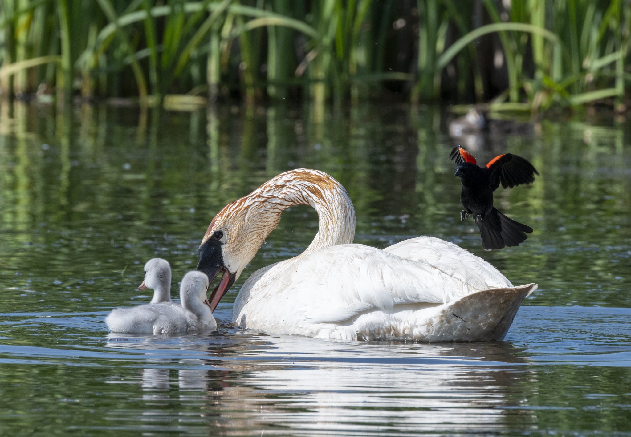 A feeding Trumpeter Swan with two cygnets nearby is dive-bombed by a male Red-winged Blackbird.as it prepares to land on the swan.