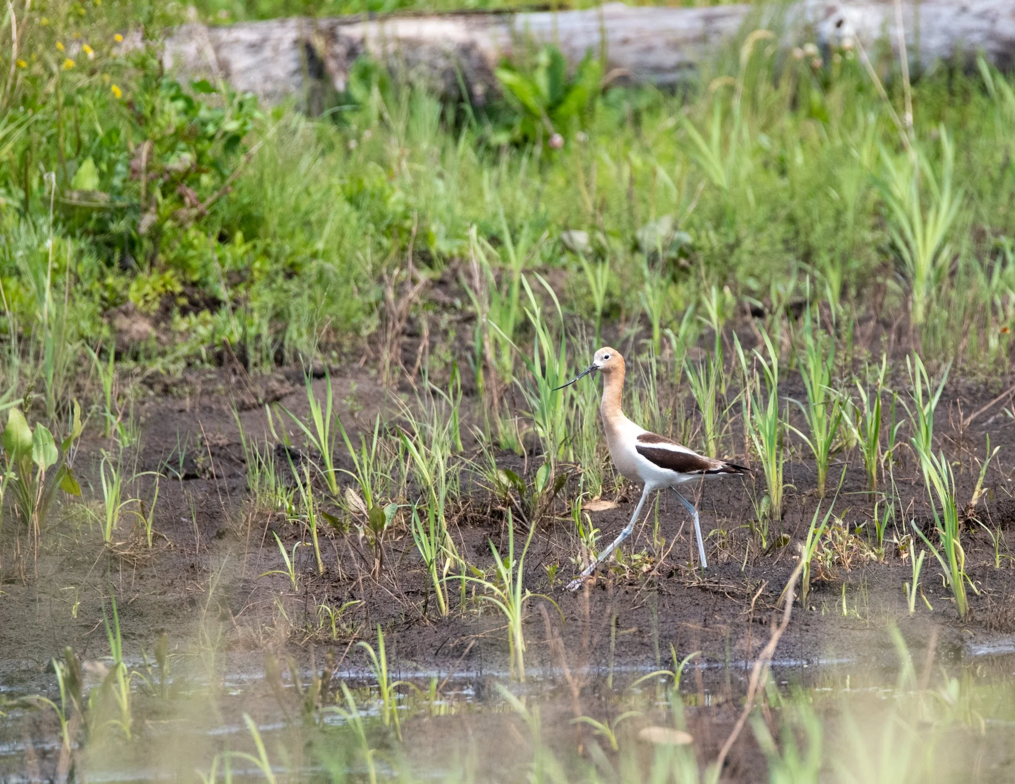 gallery2-wetland-construction-birds-9527.jpg
