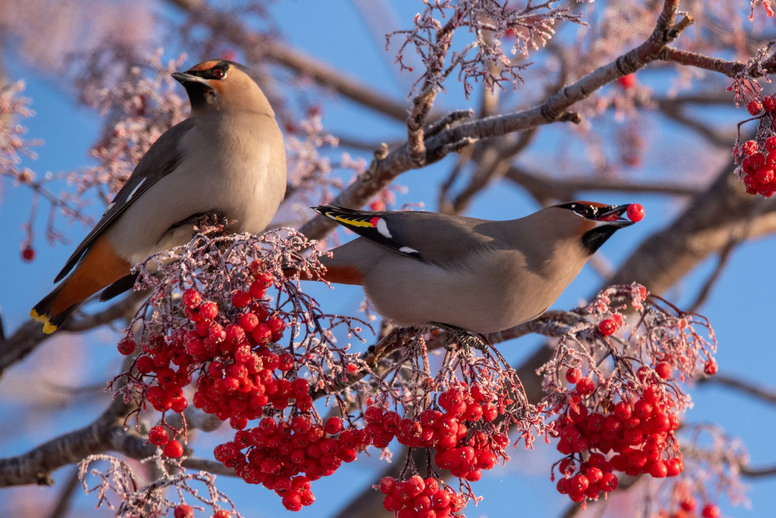 Bohemian Waxwing feeding on mountain ash berries in winter