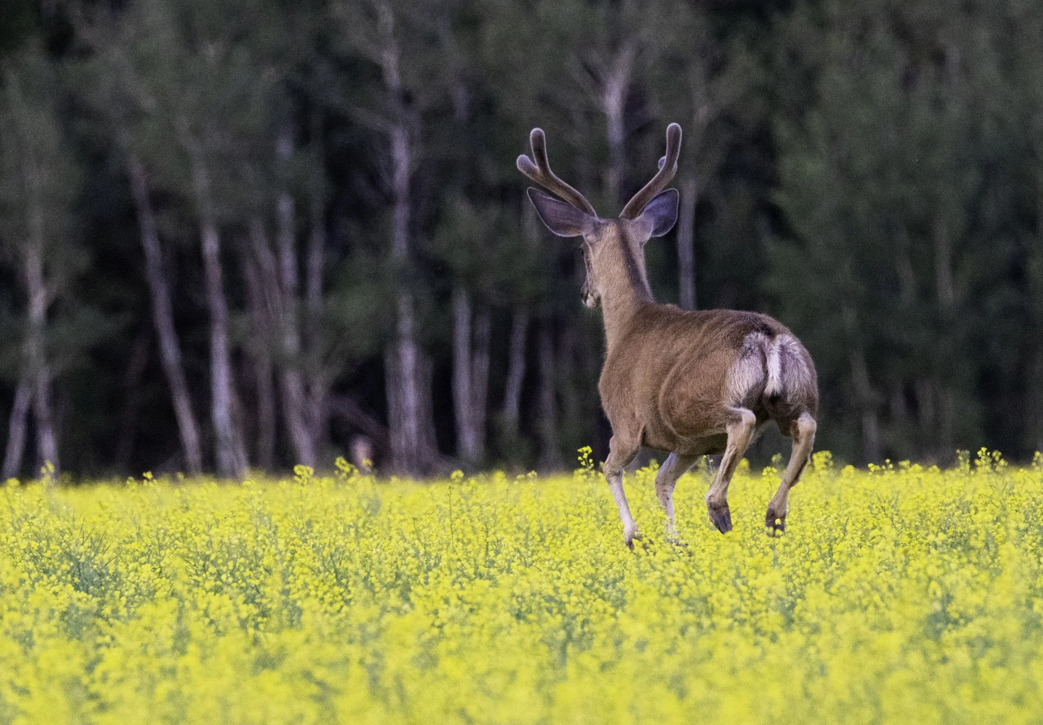 A buck mule deer stotting over the canola blossoms as it runs away.