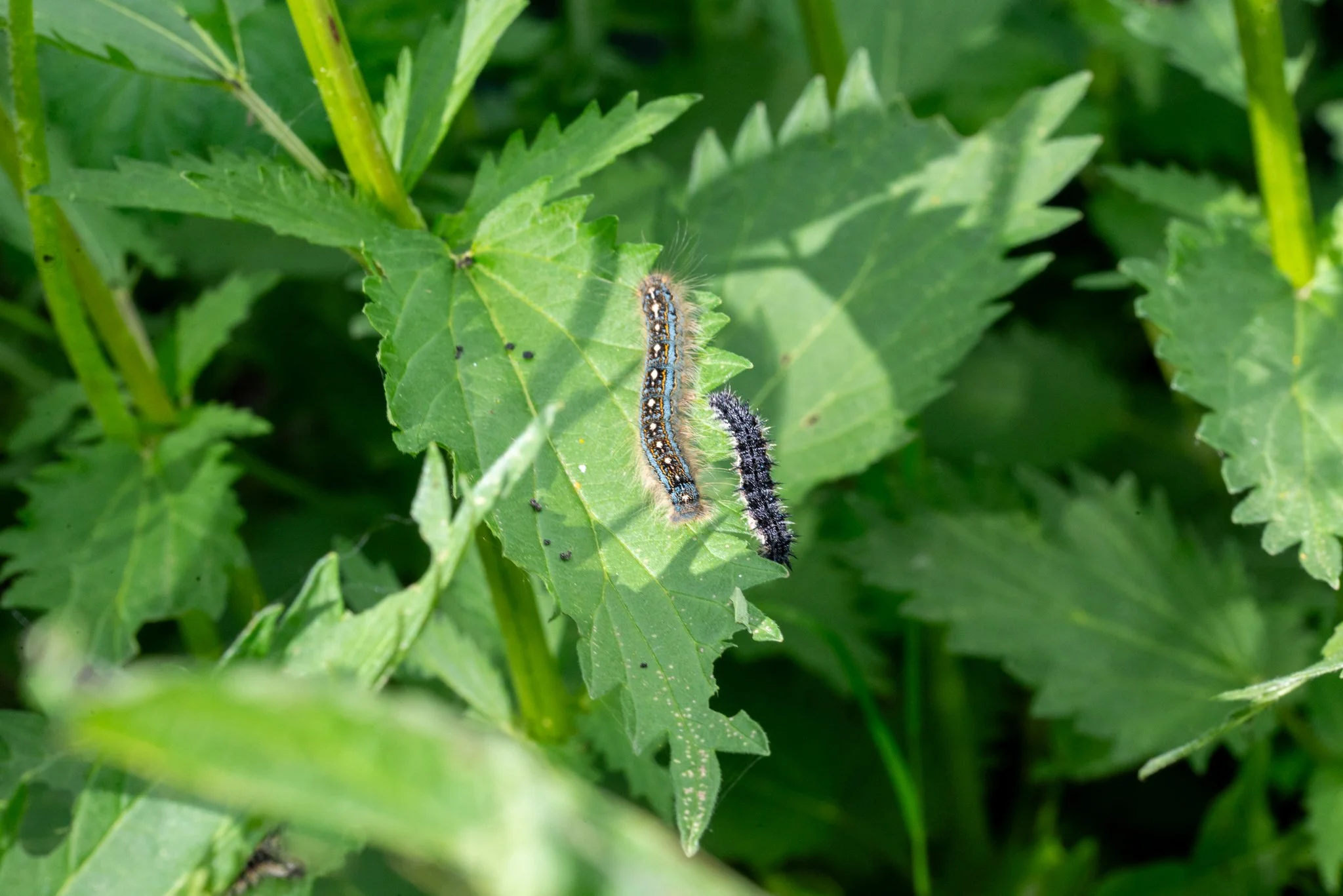 caterpillar-milbert's-tortoise-shell-nature-6851.jpg