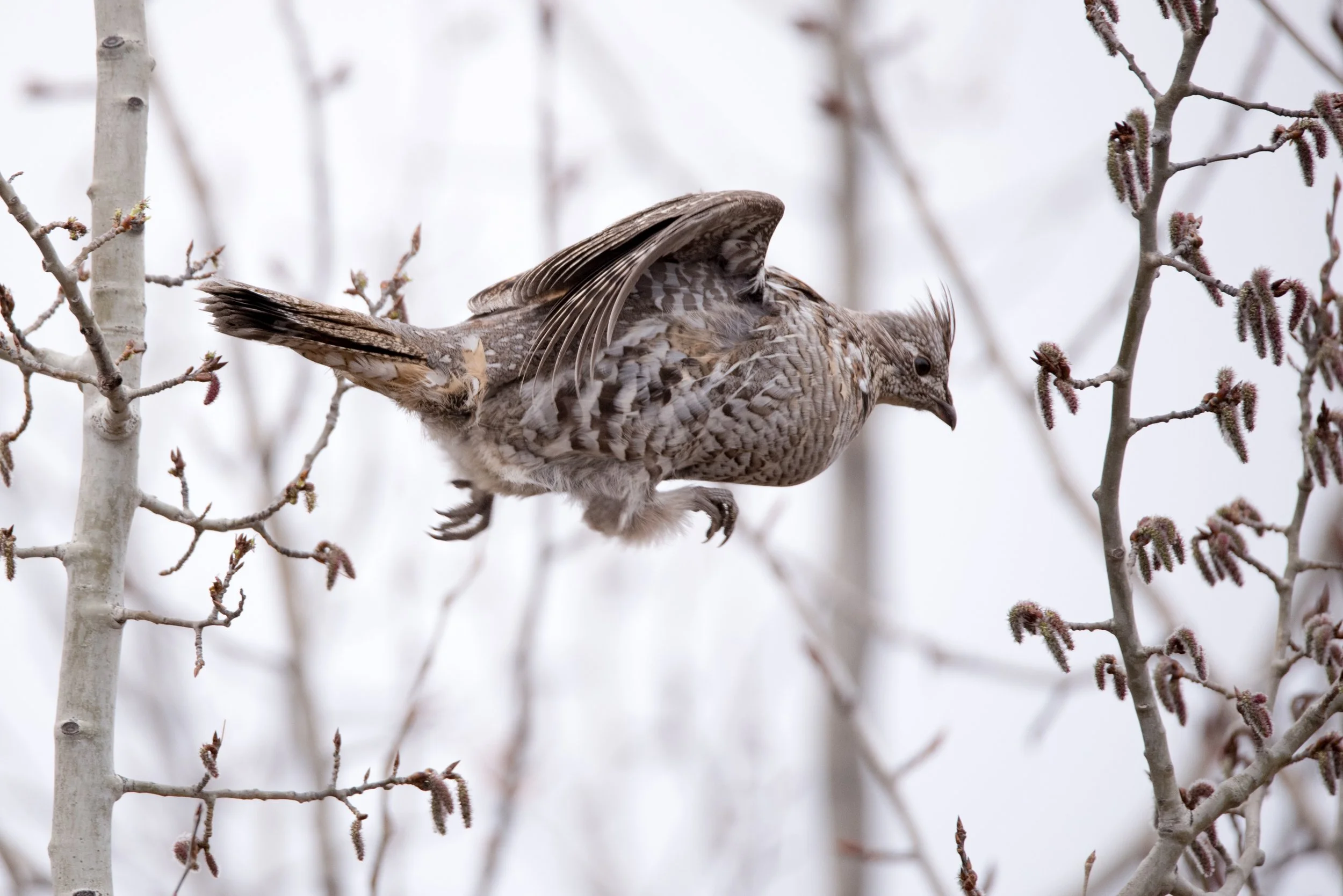 A Ruffed-Grouse leaps in midair  between two trees.