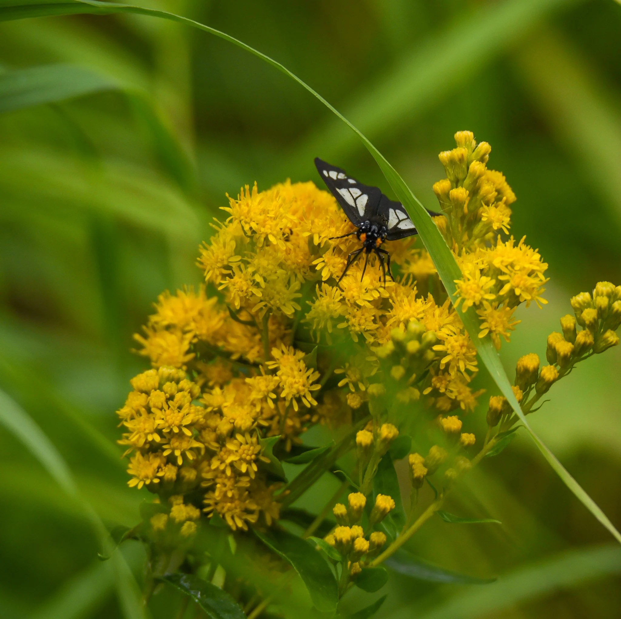 gallery2-wetland-construction-pollinators-misc-habitat-2803.jpg