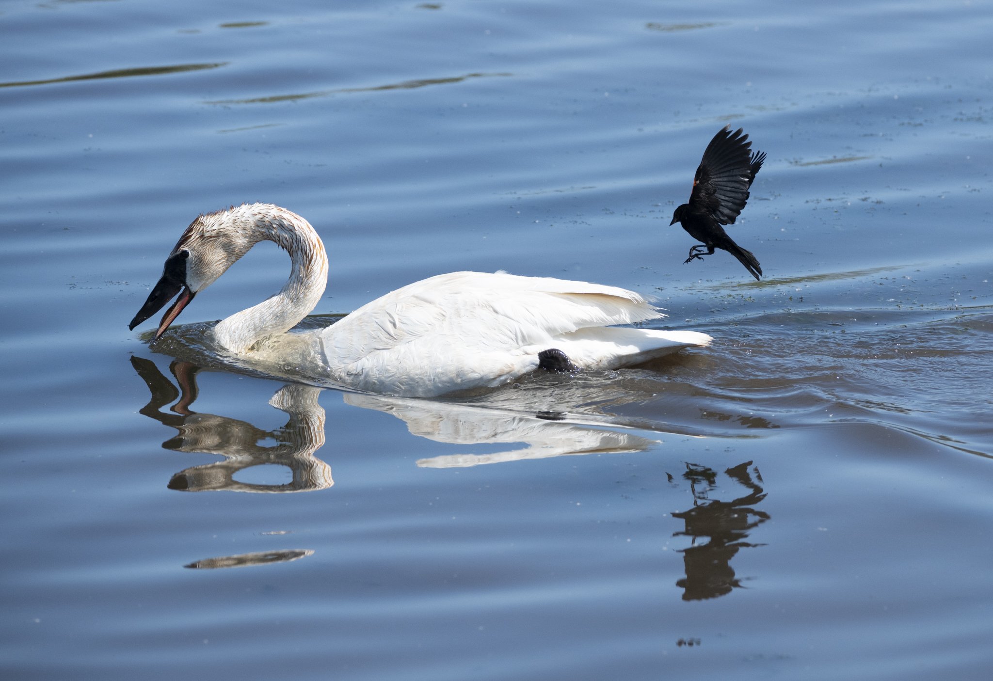 A Red-winged Blackbird dive bombs a Trumpeter Swan as it feeds.