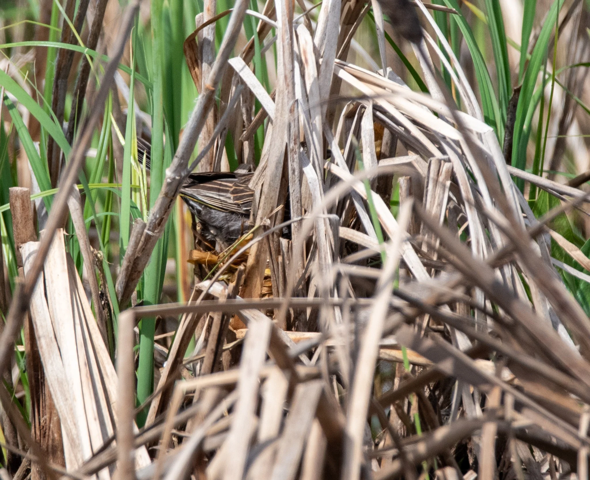 red-winged-blackbird-birds-8810.jpg