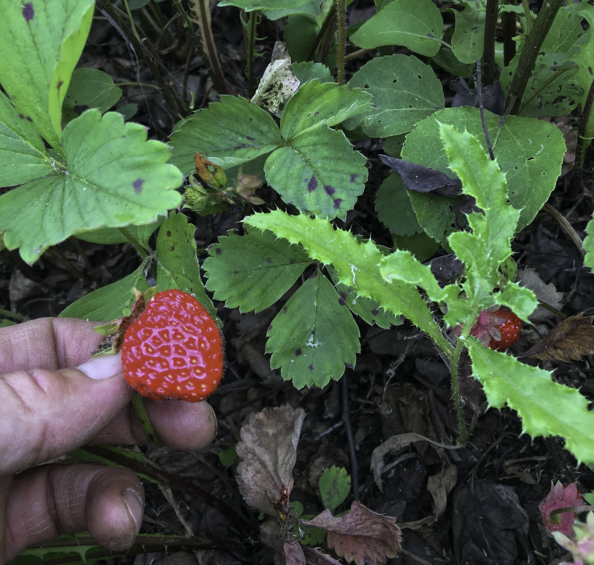 A wild strawberry plant in the woods.