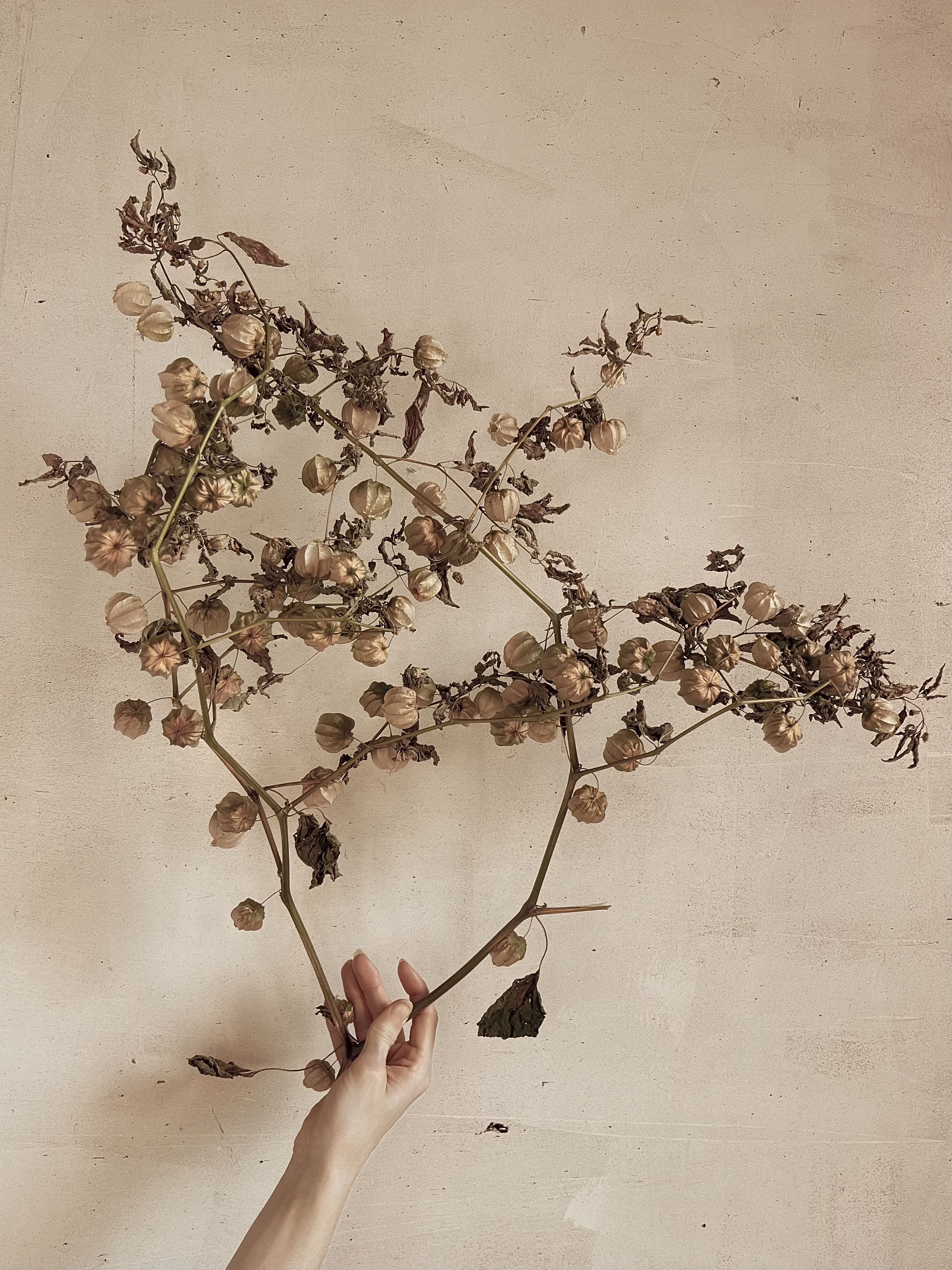 branch copy.jpg