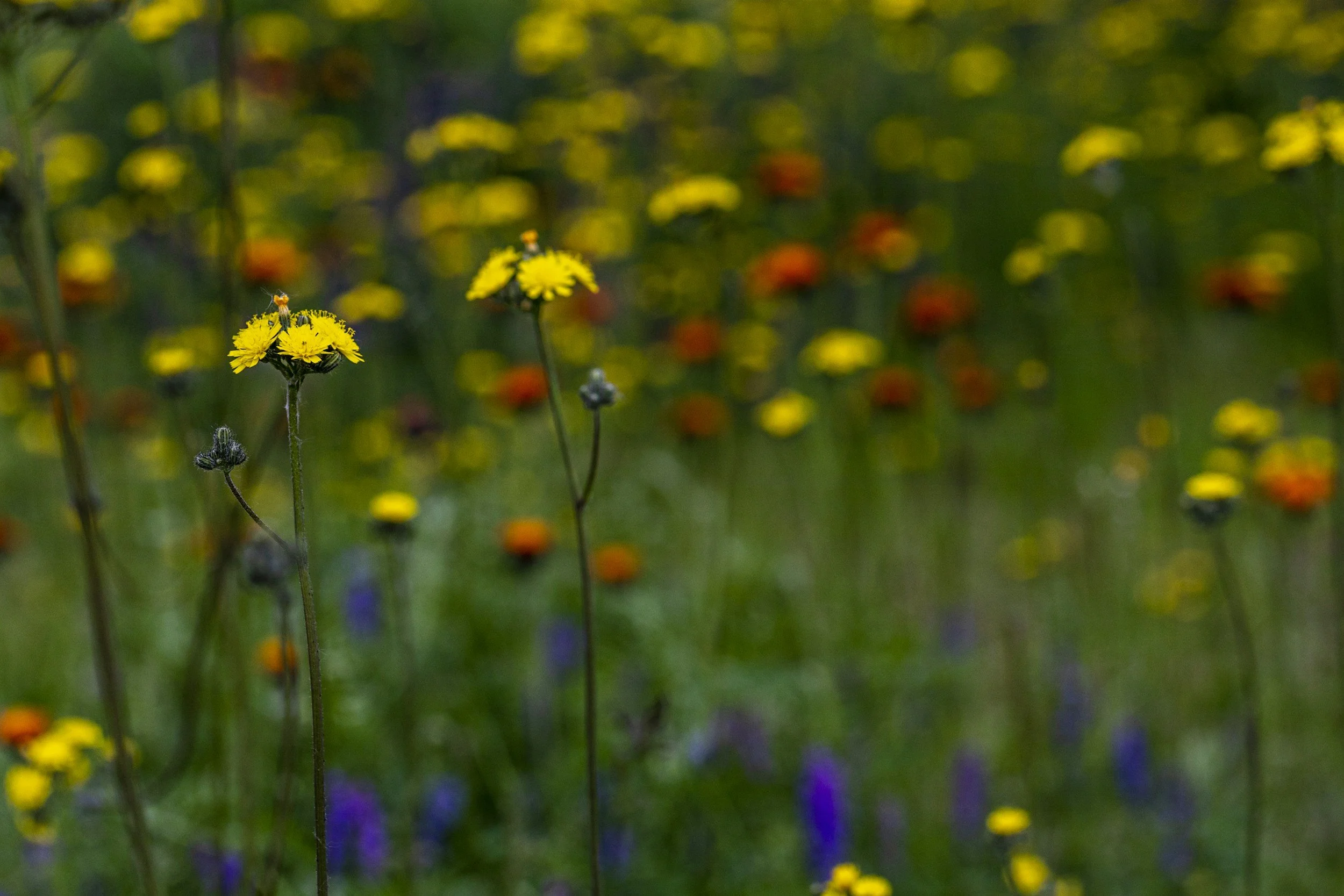 Herb Walk for Wellness Wednesday,