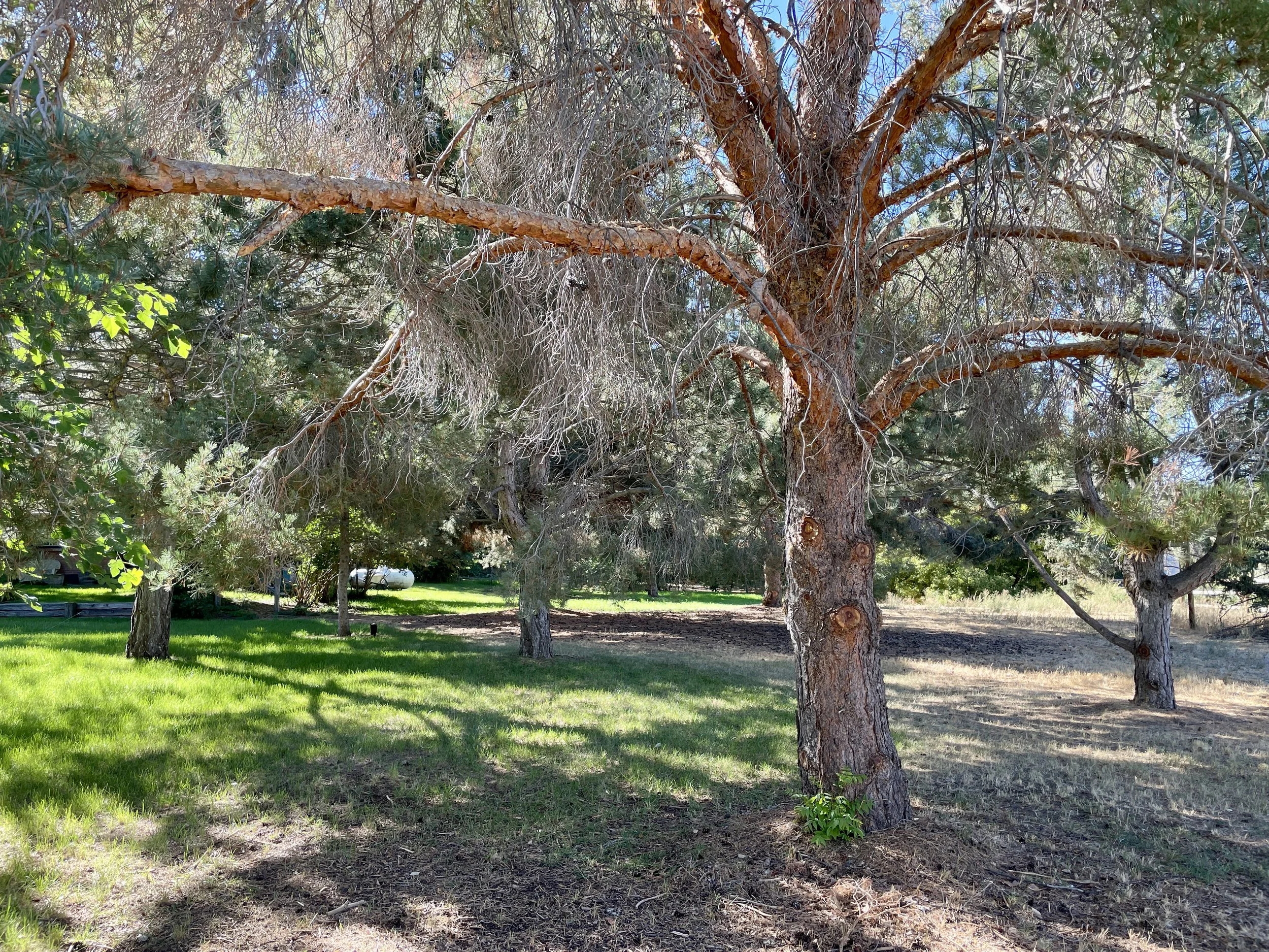 Grounds Trees 4.jpg