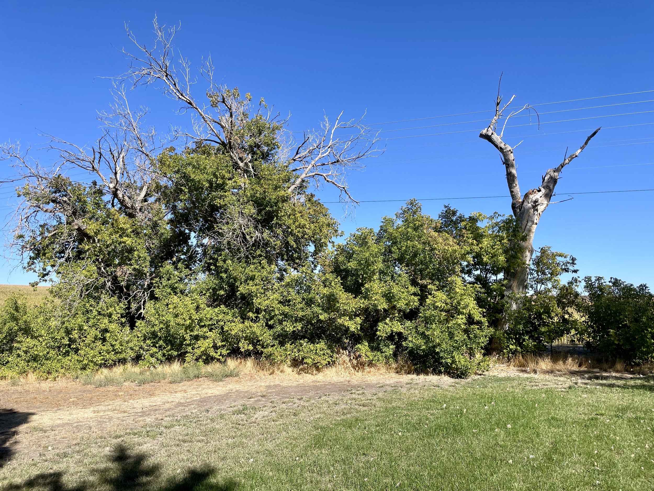 Grounds Trees (2).jpg