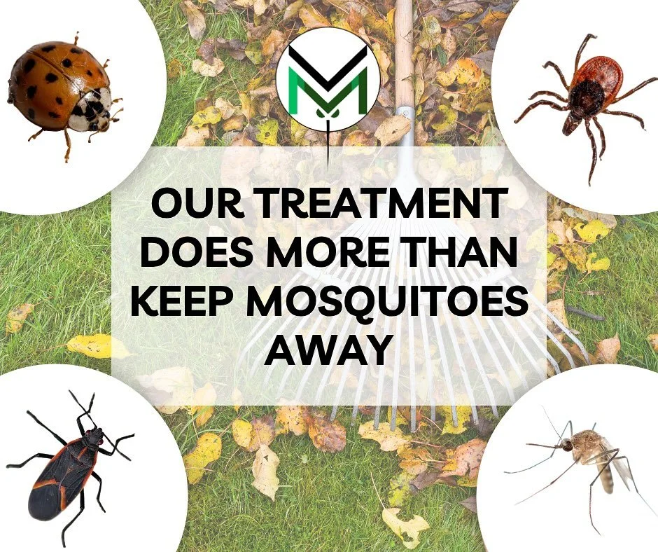 🍁 They&rsquo;re not invited either! 🐞🪳
Lady Asian beetles and stink bugs are sneaky fall invaders looking for a cozy place to spend the winter!
Our mosquito and tick treatments also help reduce these nuisance pests around your home&rsquo;s exterio