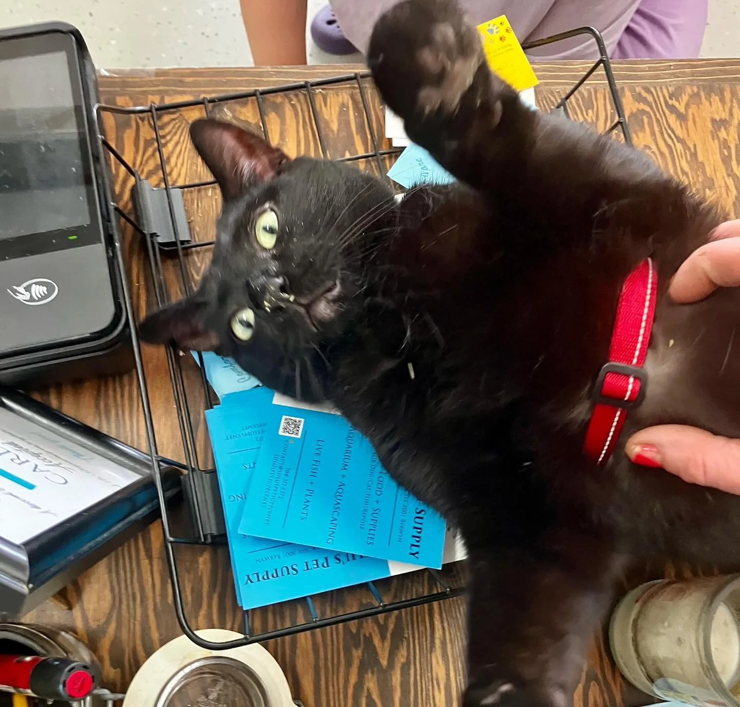 Our little destruction bomb, Midnight, blessed us with his presence this morning. He got high as hell on catnip and then fondled all the treats, knocked anything that could be knocked off the counter off the counter, and generally thoroughly enjoyed 
