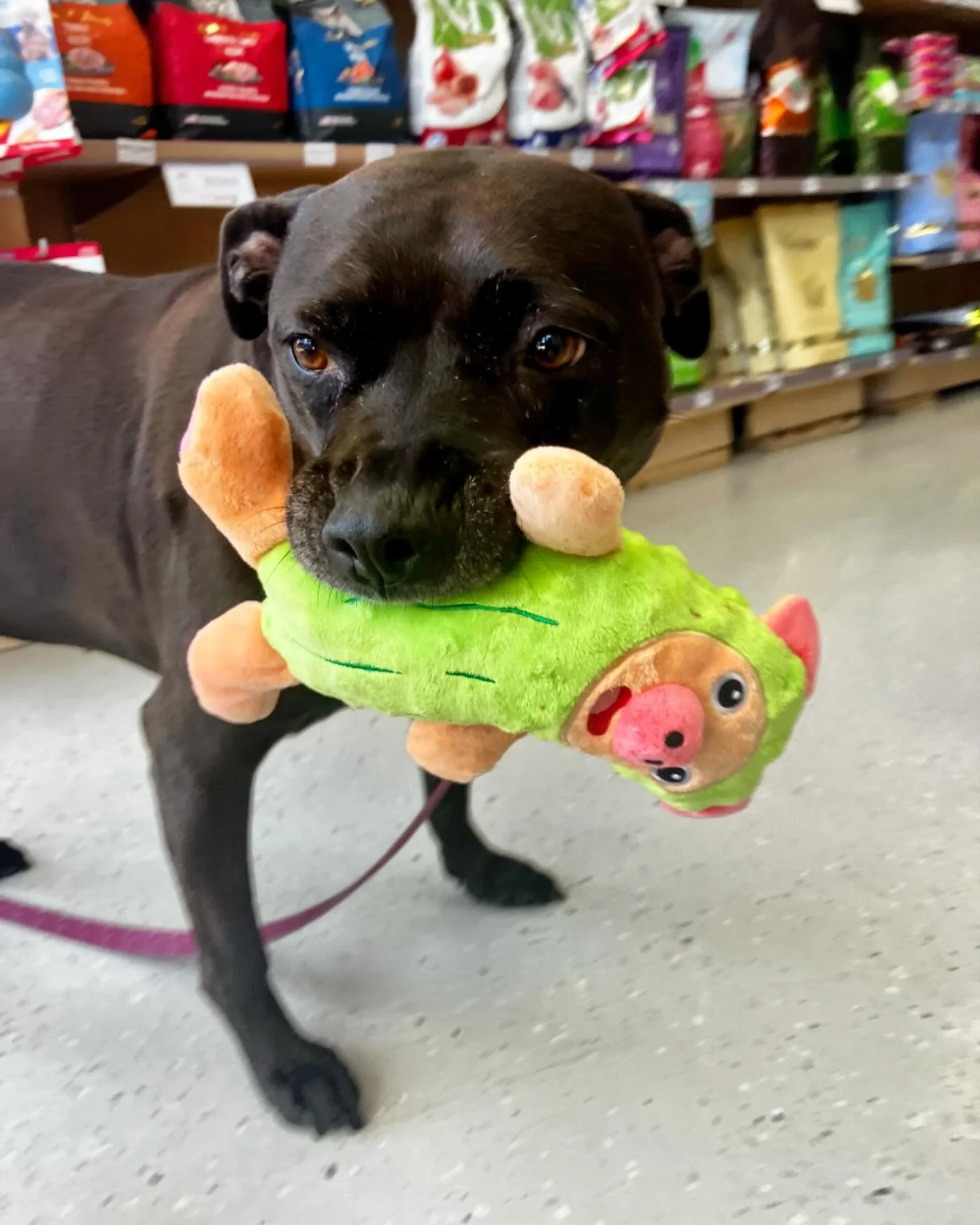 Don&rsquo;t be fooled by her sweet old lady with a stuffy toy act. She just got yelled at for taking one off every chew off of the rack and scattering them all over the floor for her own personal taste test. SHE&rsquo;S A LIAR, FOLKS. A LIAR. #senior