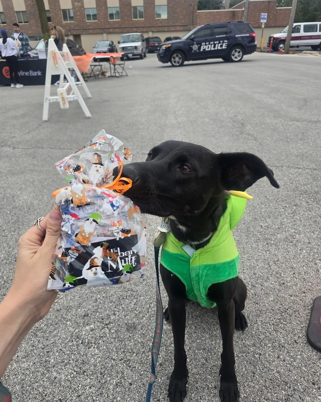 Mr Mac represented us at the @byline_bank pet Halloween parade today. He gave out some prizes and a bunch of treats for us. Thanks Mac! #shoplocal #bylinebank #berwynil #halloween #goodboy