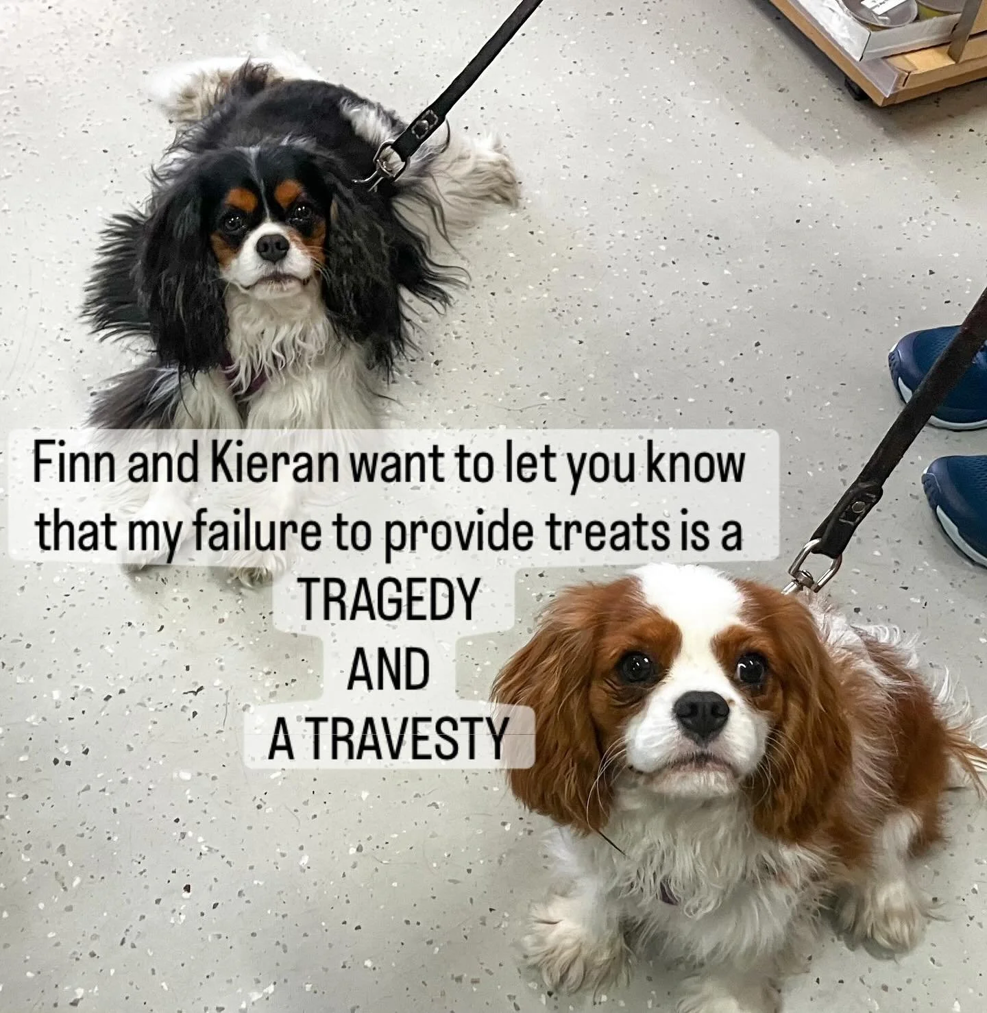 #tragic #saddestdogs #outrage #travesty #cavalierspaniel #berwyn #ciceroillinois #shoplocal #dogtreats