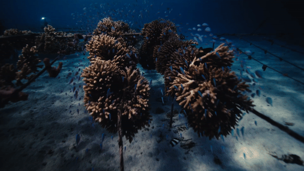 CORAL GARDENERS - Save Teahupoo