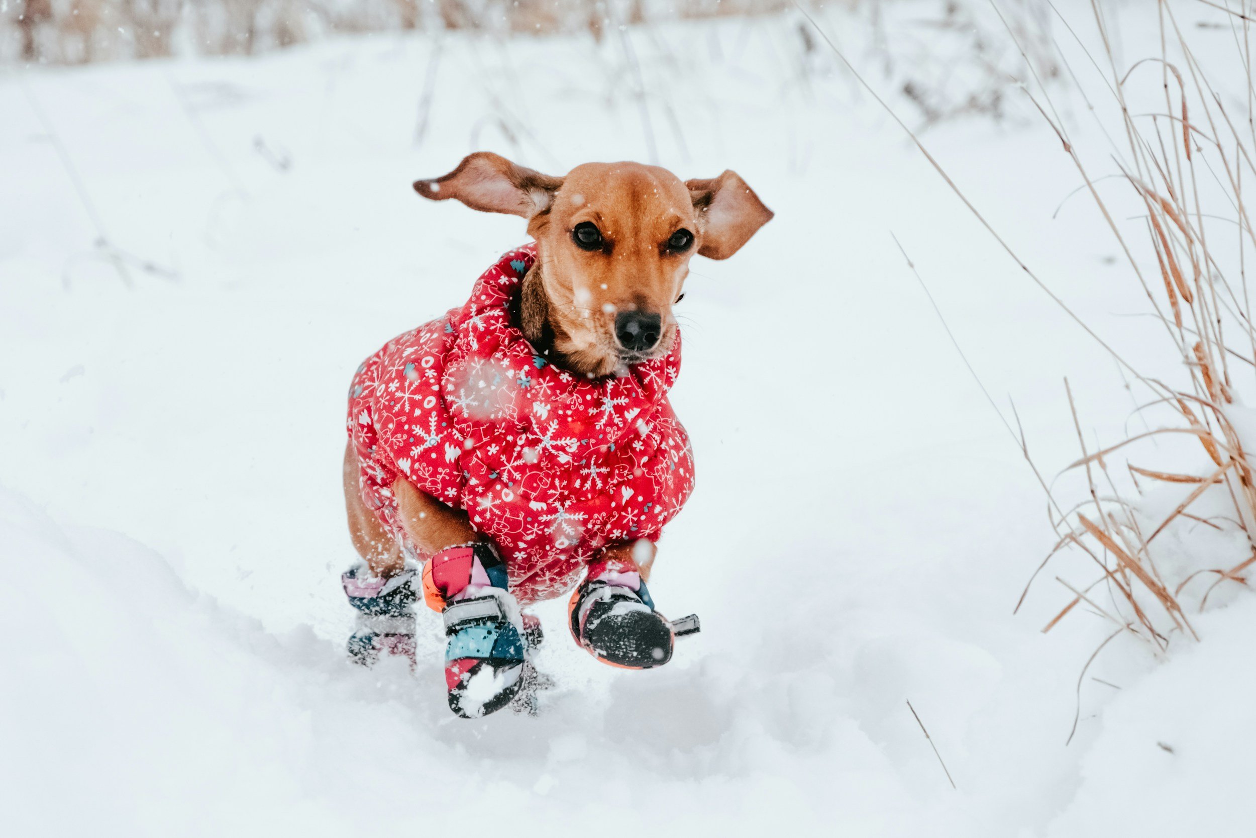 Too Cold to Walk the Dog? Why Indoor Walks Are the Winter Trend You Should Know About