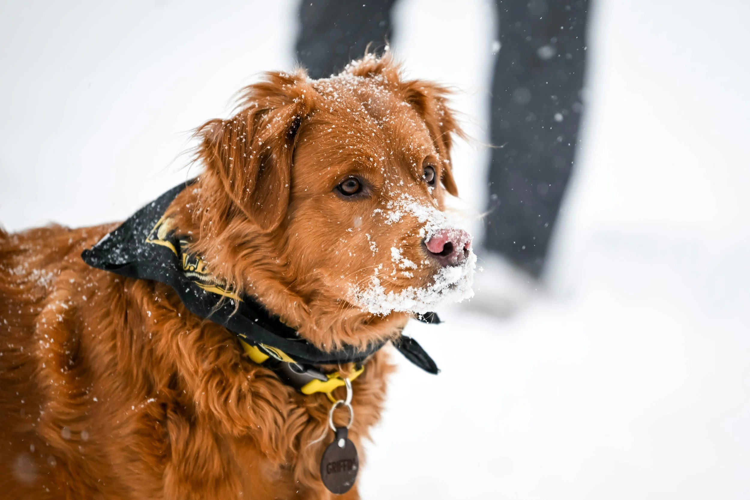 When the Cold Turns Dangerous: Protecting Pets During Extreme Snow Storm