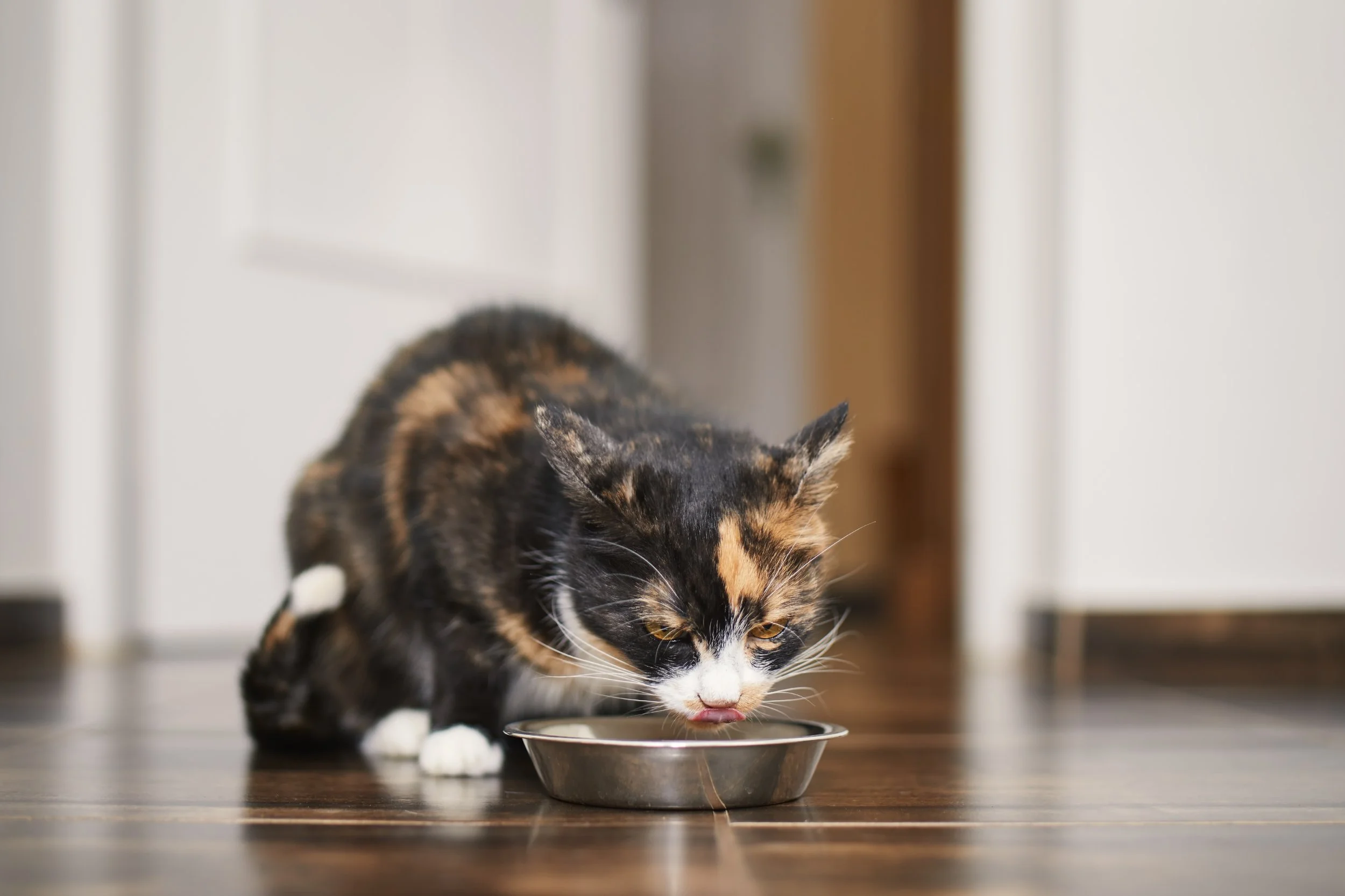 Your Cat Isn't Being Picky. Your Cat Is Being a Cat.