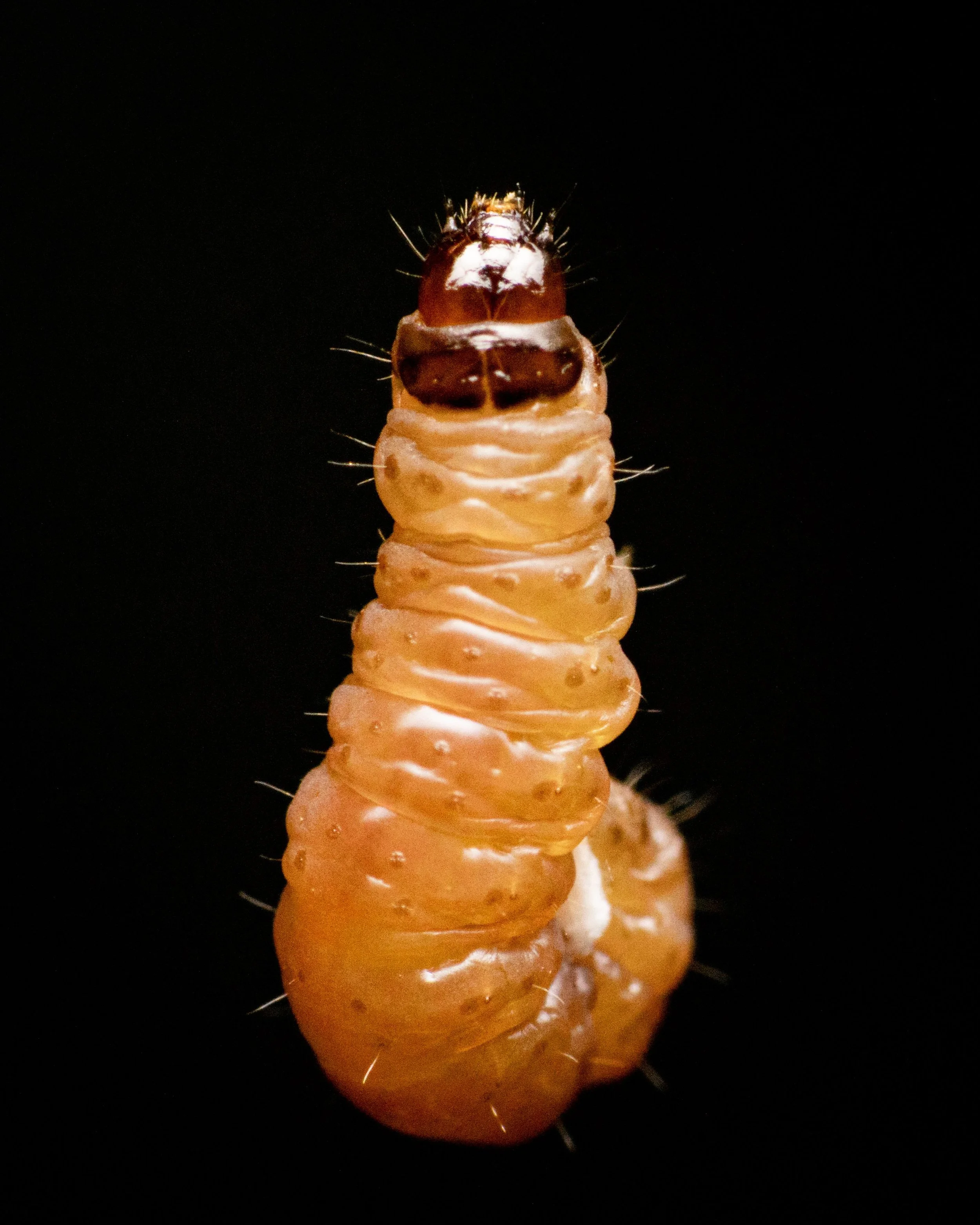 Pet Alert: Veterinarians Urge Owners to Watch for Signs of New World Screwworm