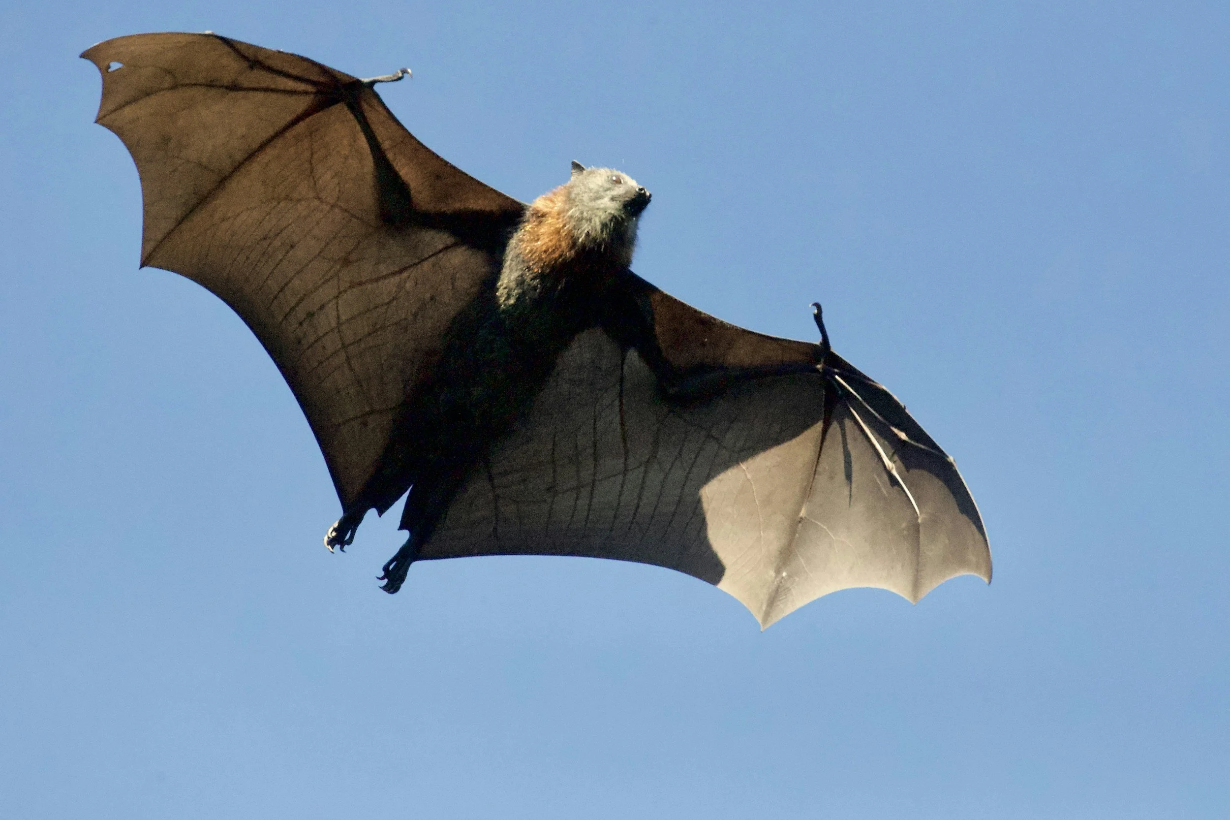 “A Bat Got Into My House”— Now What? What Connecticut Dog and Cat Owners Need to Know”
