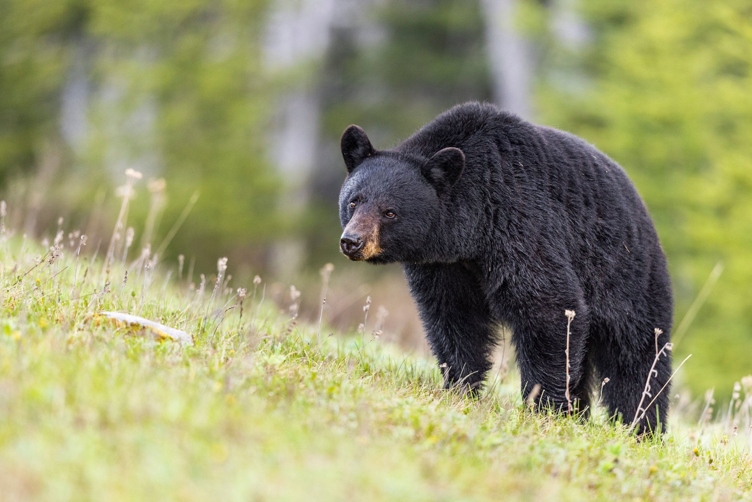Black Bear Safety for Dogs: What Connecticut Pet Owners Need to Know