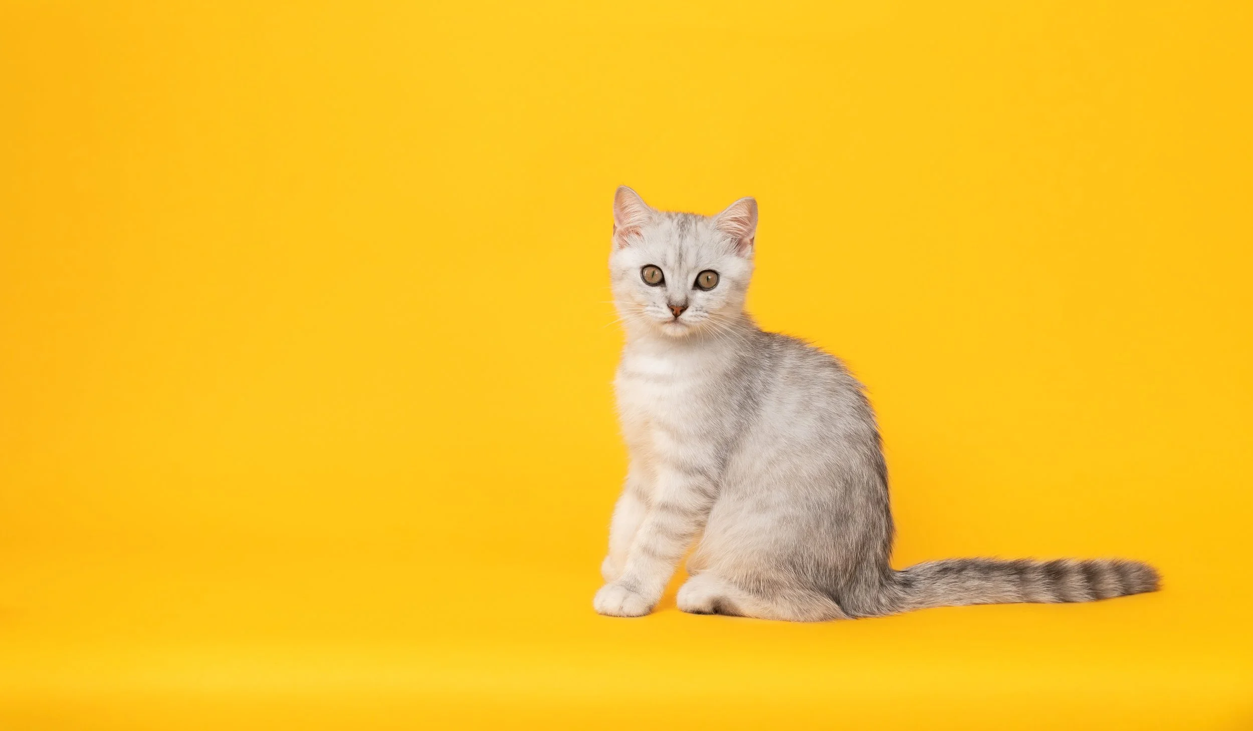 Gray striped kitten sitting on a yellow background, facing forward.