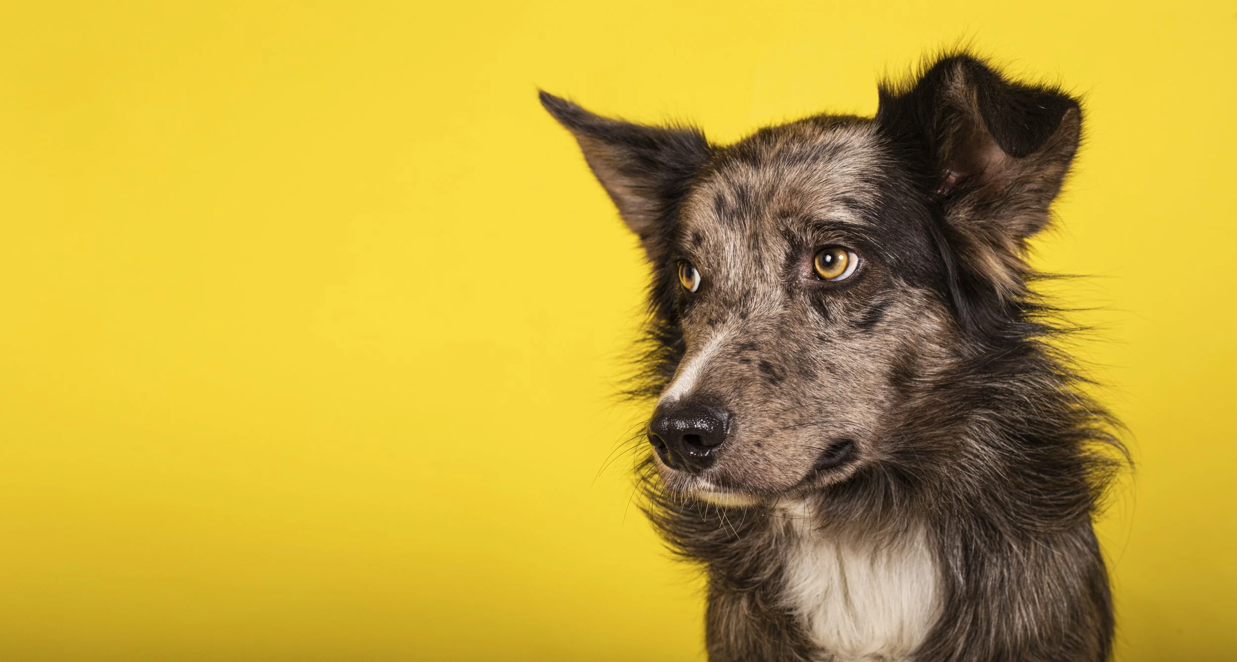 A close-up of a Border Collie dog with a brindle coat and yellow eyes against a yellow background.