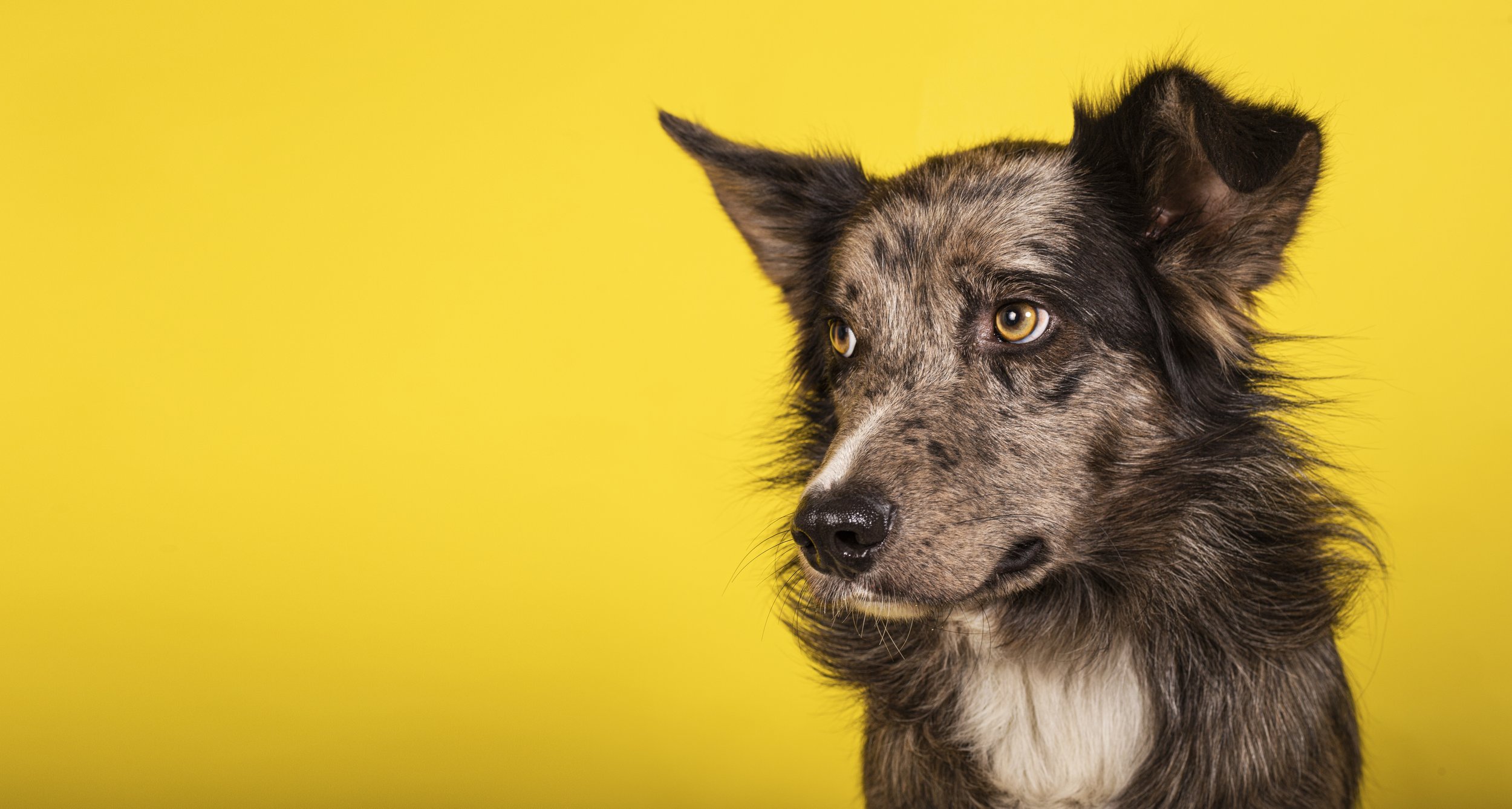 vaccine and check ups vet clinic Avon Pet Candy Veterinary