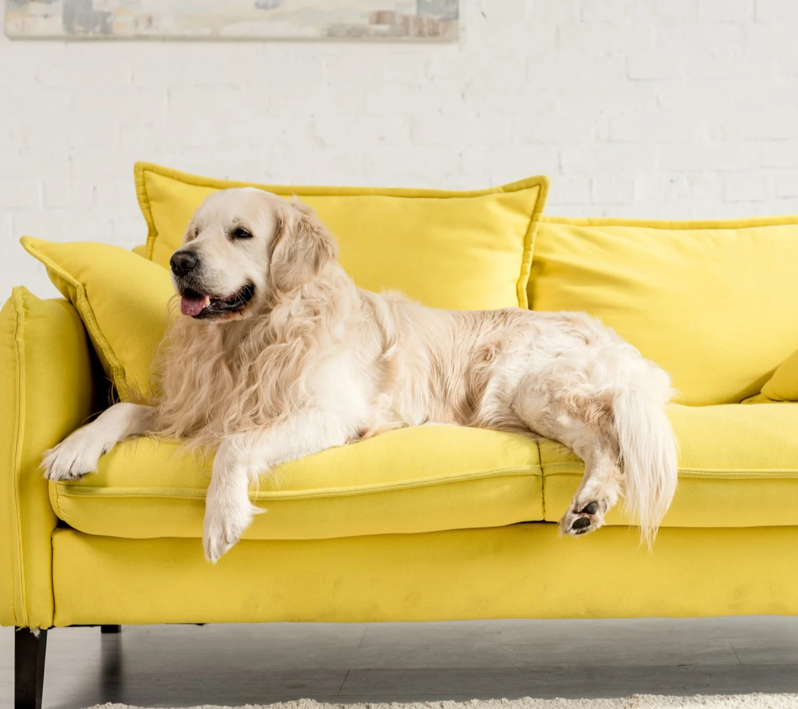 Golden retriever dog lounging on a bright yellow sofa in a modern living room.