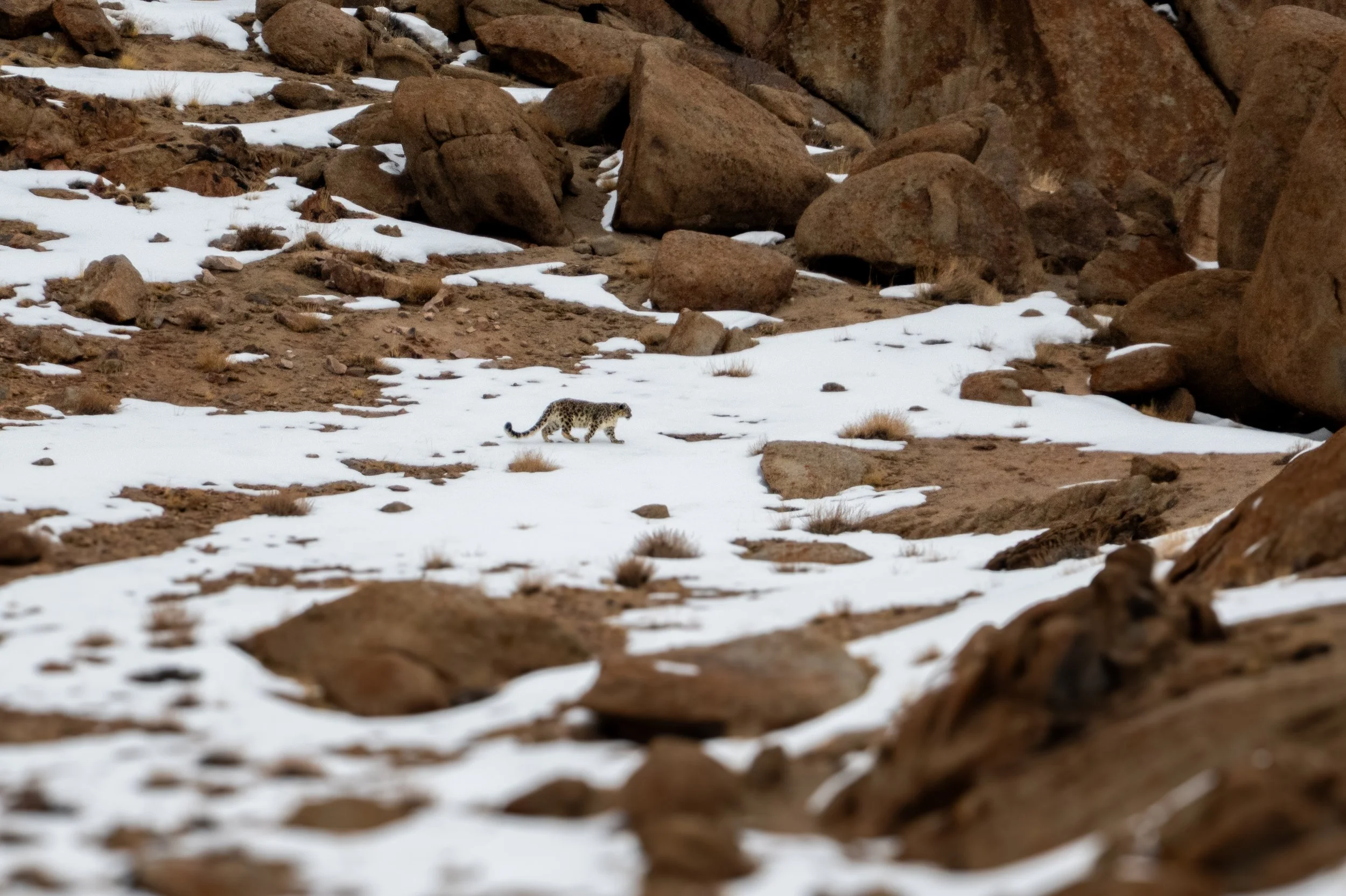 Snow Leopard Photo Trip