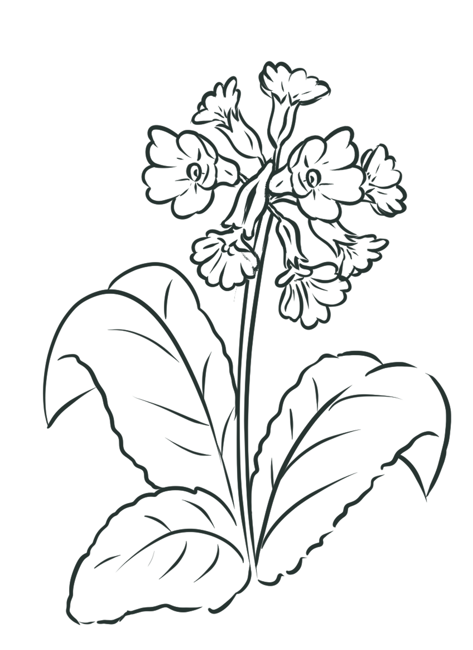 Schlüsselblume Illustration.png