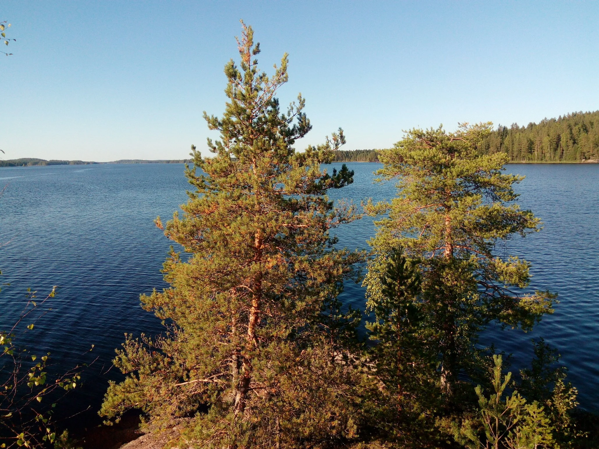 saari3.jpg