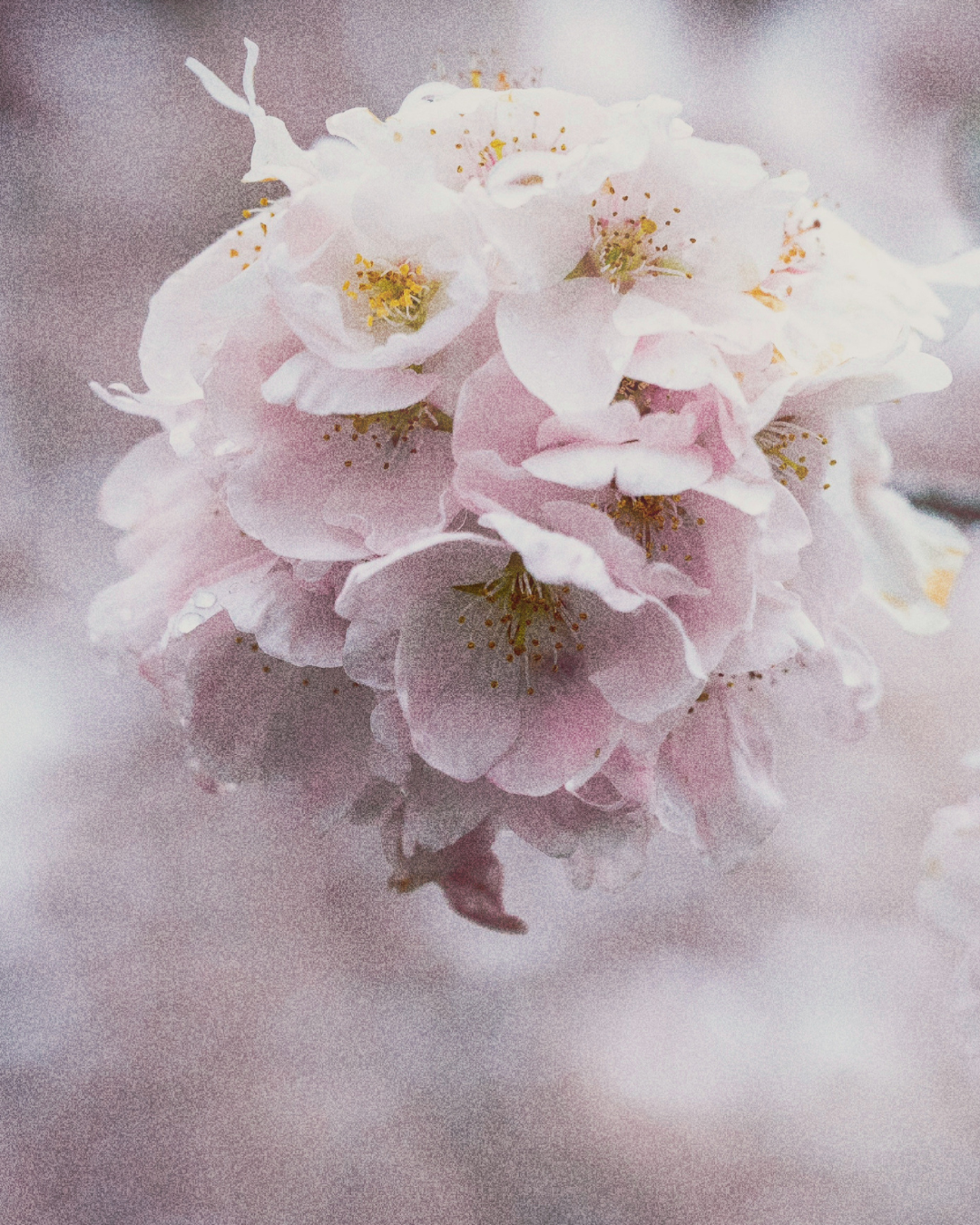 Sakura Room Mist