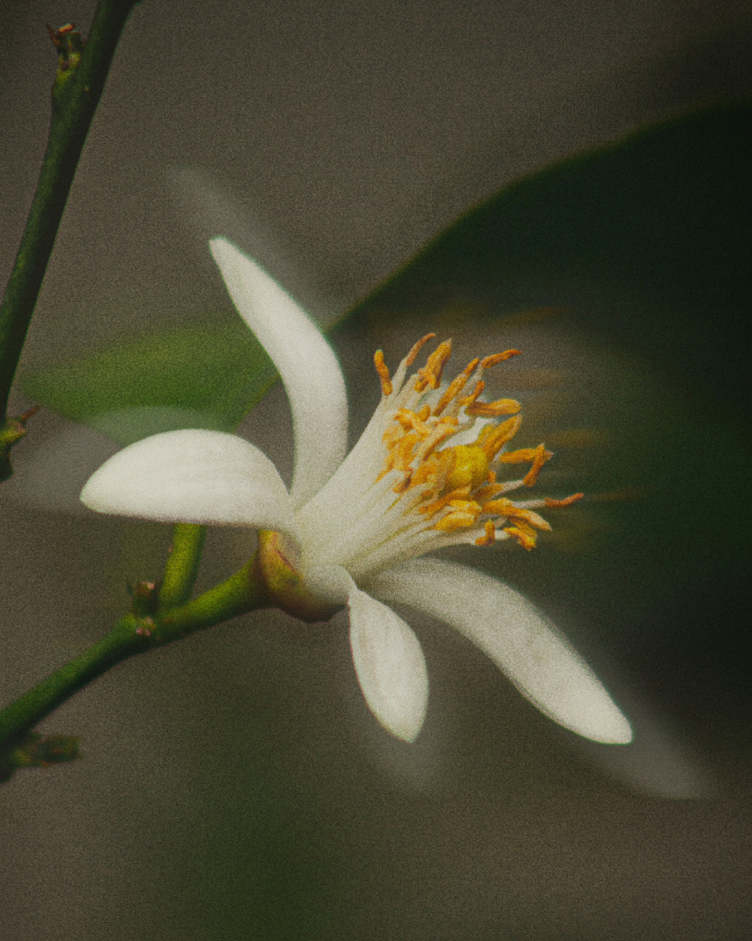 Neroli (Essential Oil) Room Mist