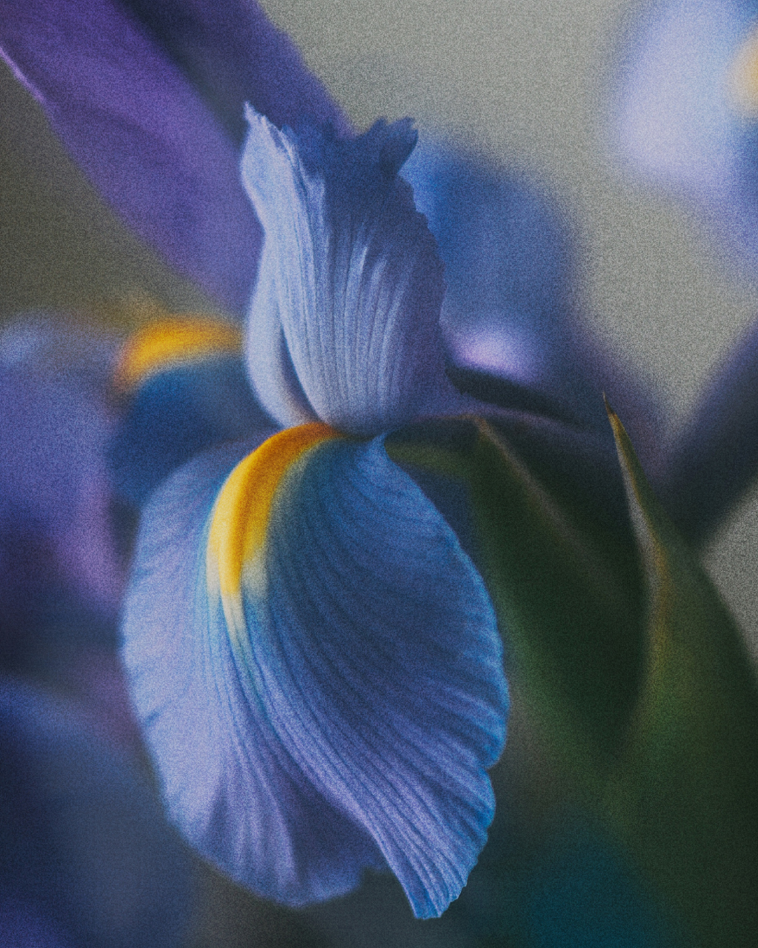 Midnight Cedar Roll-on