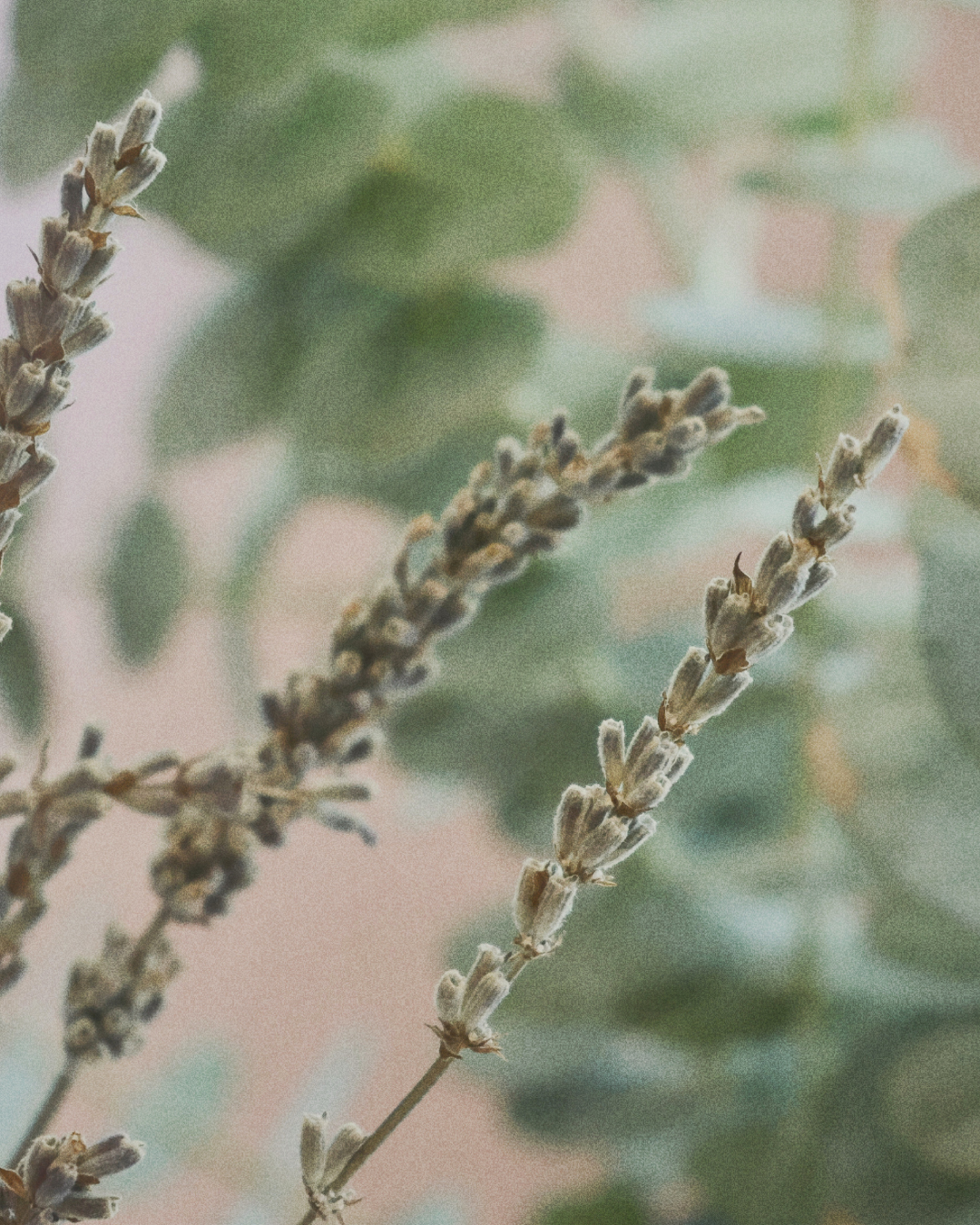 Lavender & Geranium Room Mist