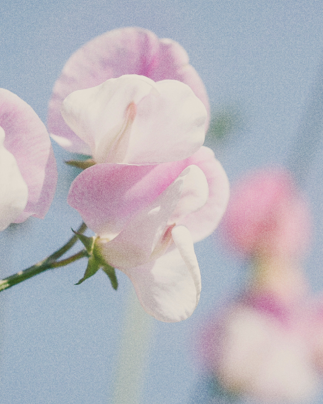 Sweet Pea & Gardenia Room Mist