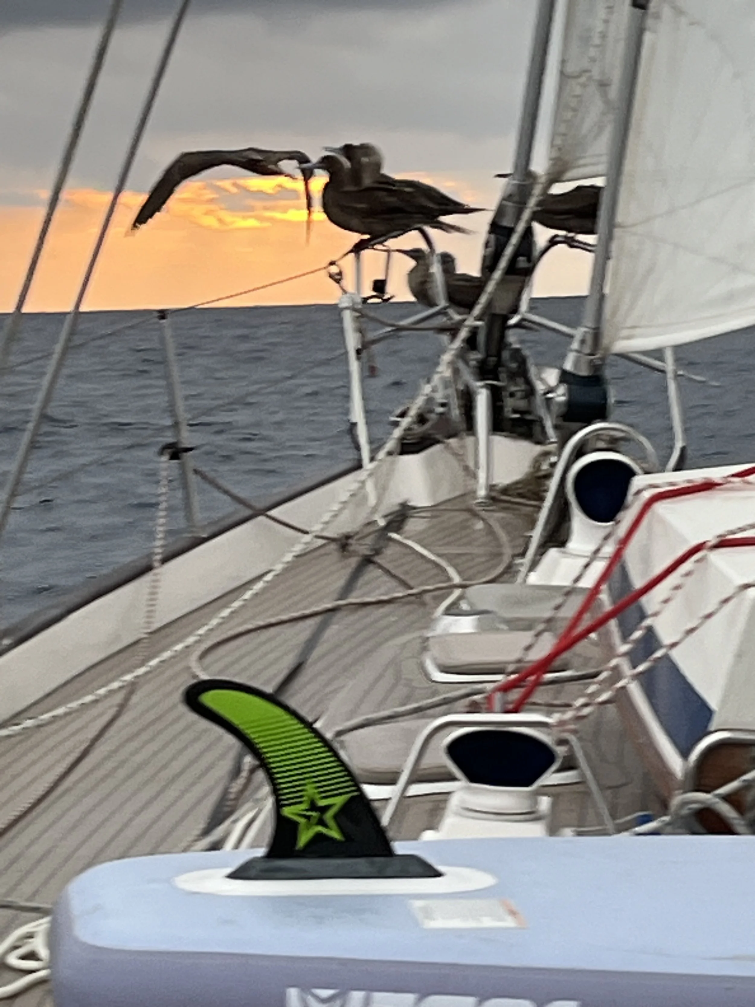 En Route to the Galapagos - 9 April 2024
