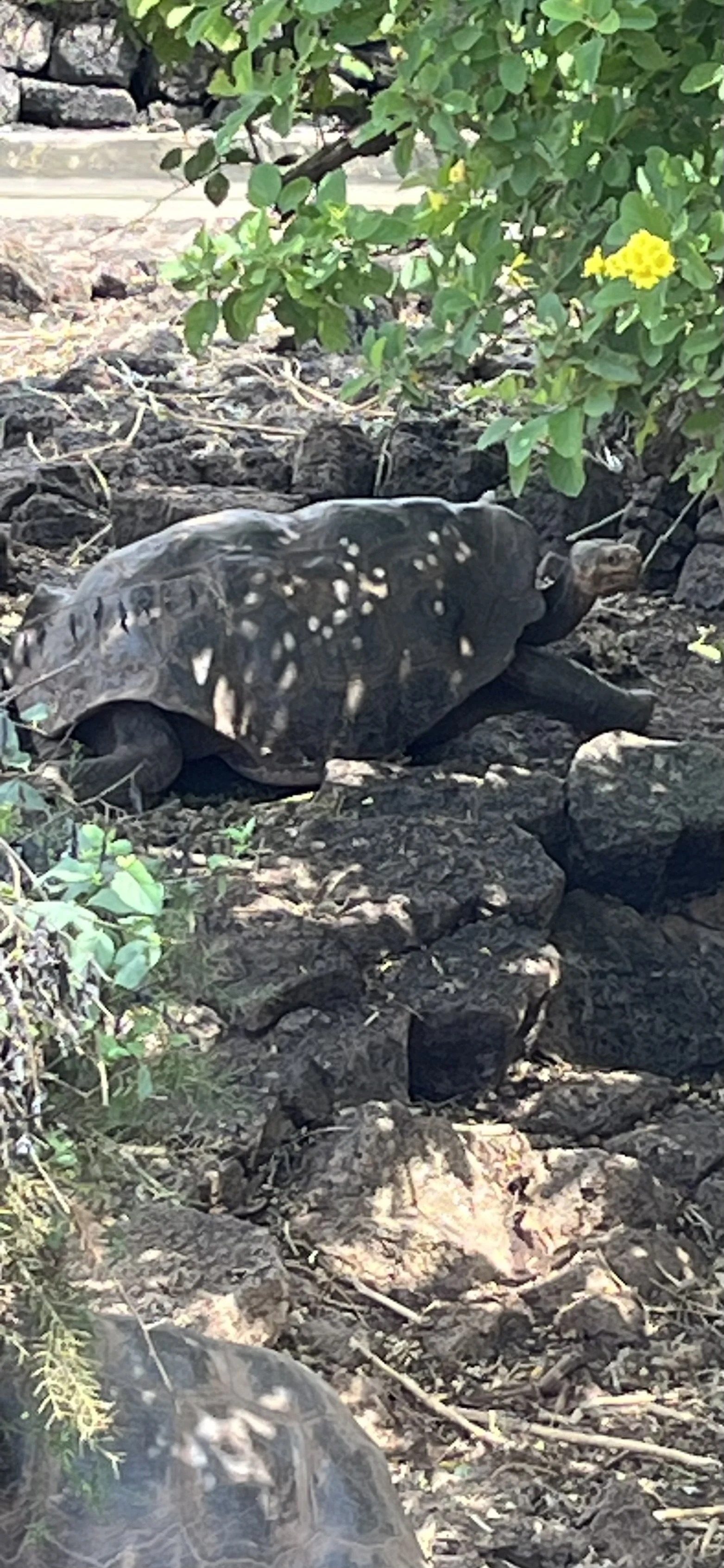 Santa Cruz - Galapagos –20 April 2024.