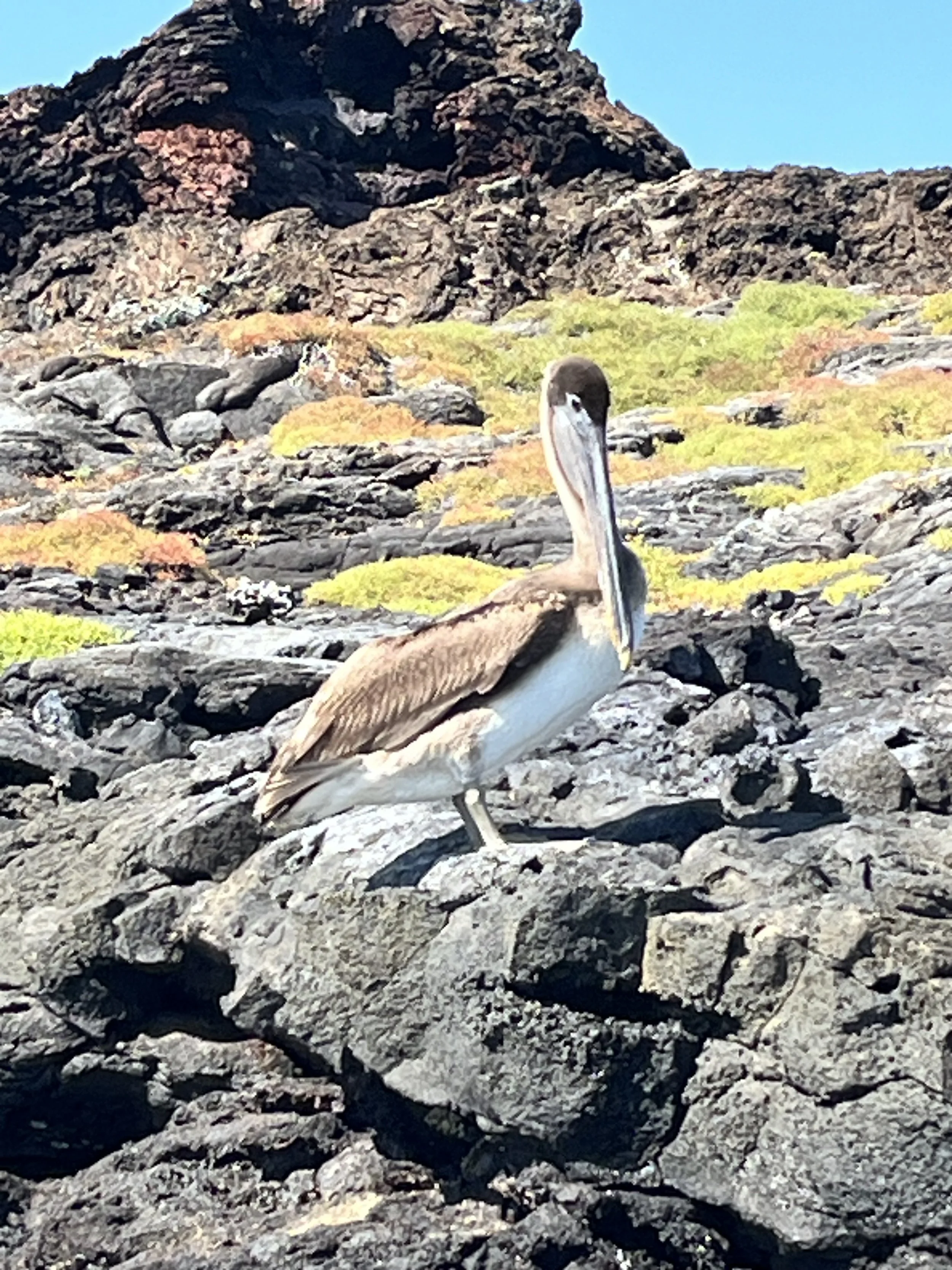 The Grand Majestic -Rabida - Galapagos –27 April 2024.