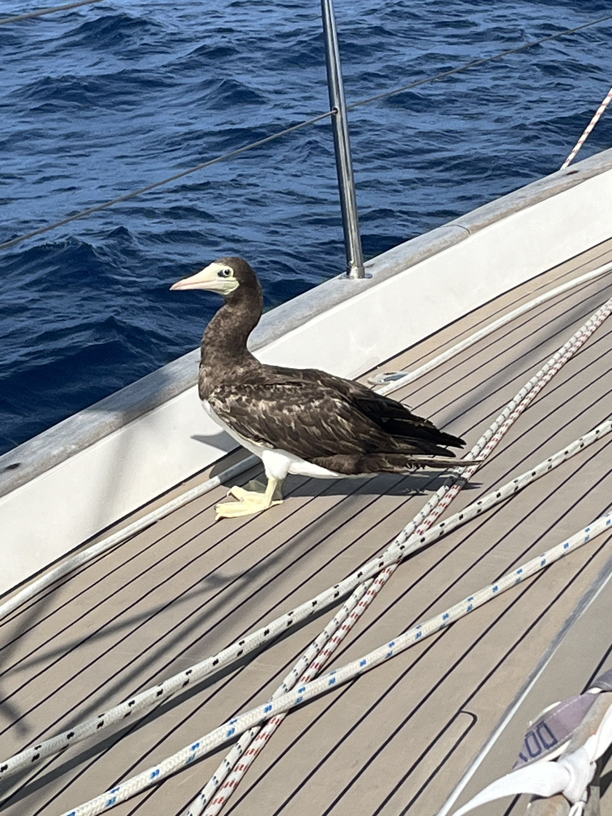 Galapagos to Marquesas –19 May 2024 – Day 18 -Within 500nm