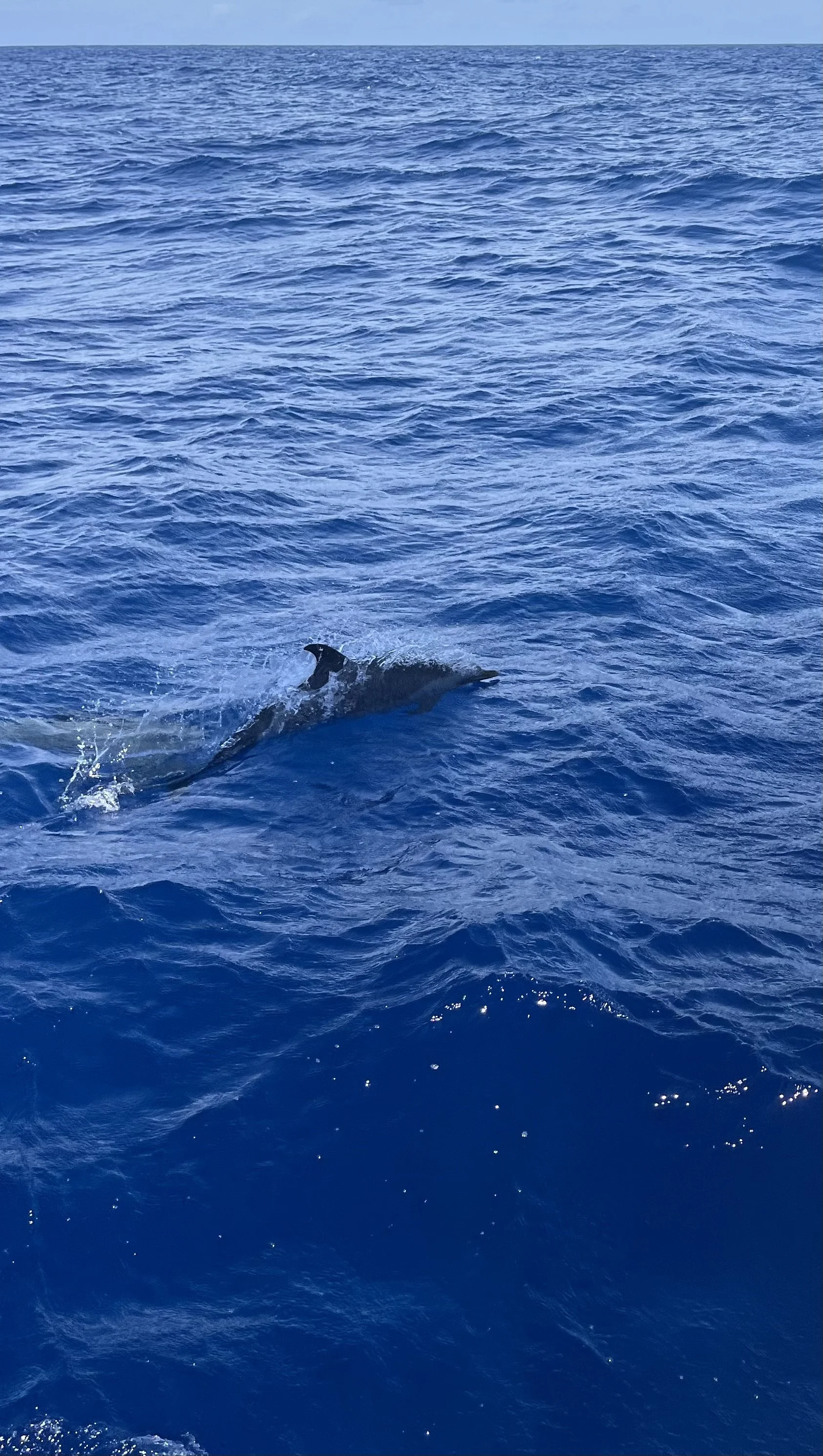 Galapagos to Marquesas –20 May 2024 – Day 19- Last 300nm