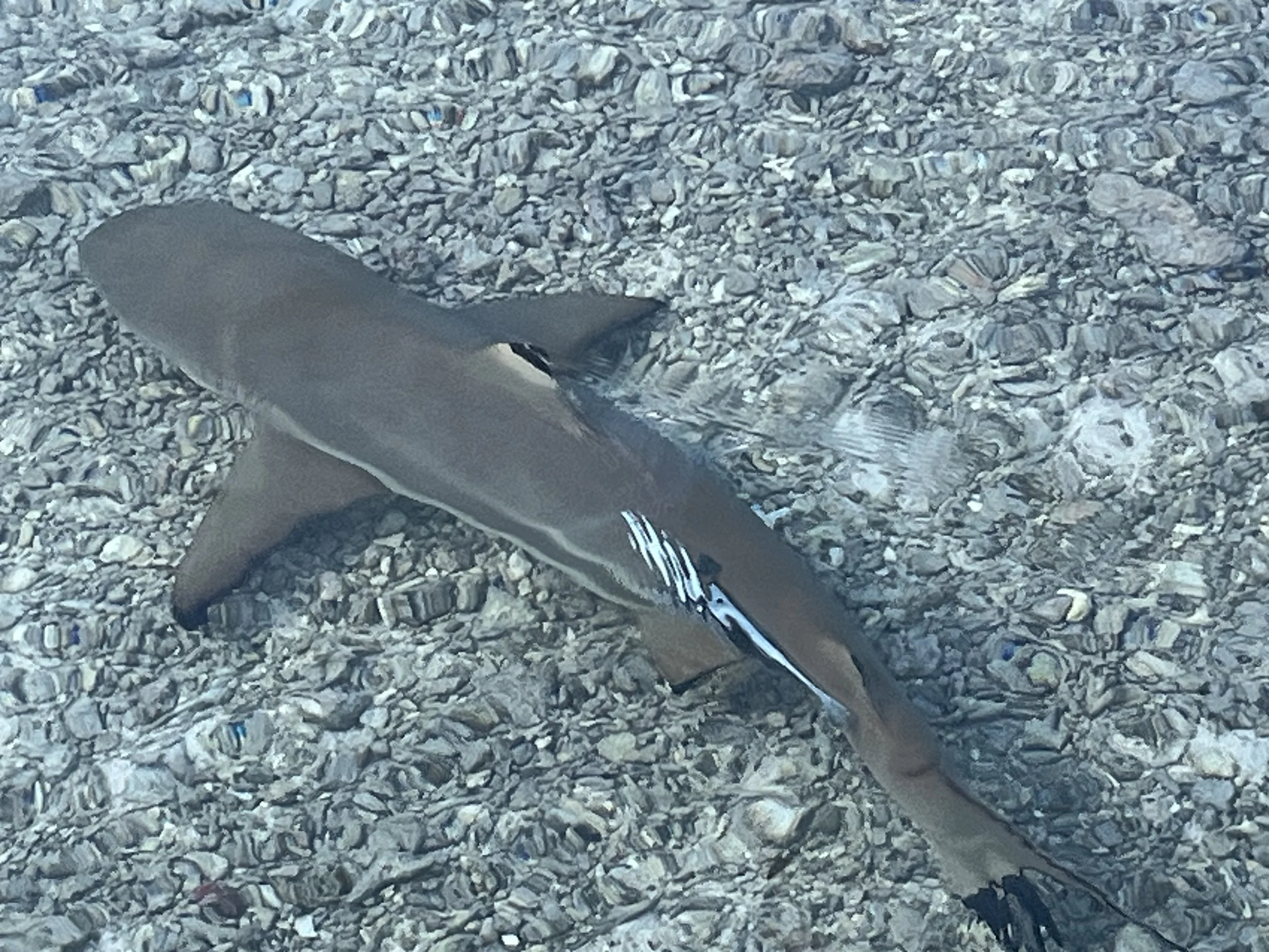 Fakarava -Tuamotu 17 July 2024&nbsp;